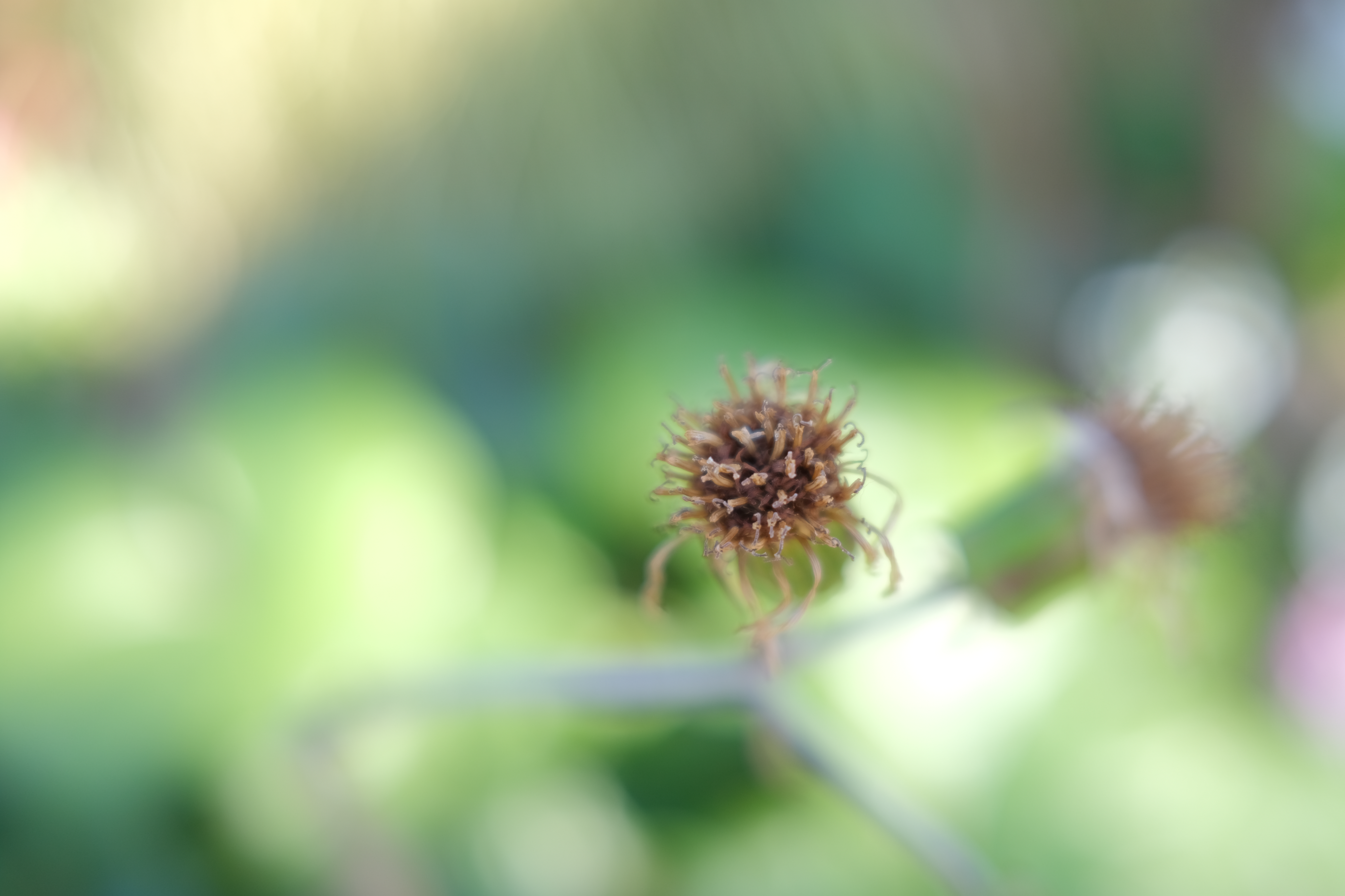 FUJIFILM X100V / 絞り優先AE（F2.0・1/300秒・+1.7EV） / ISO 160