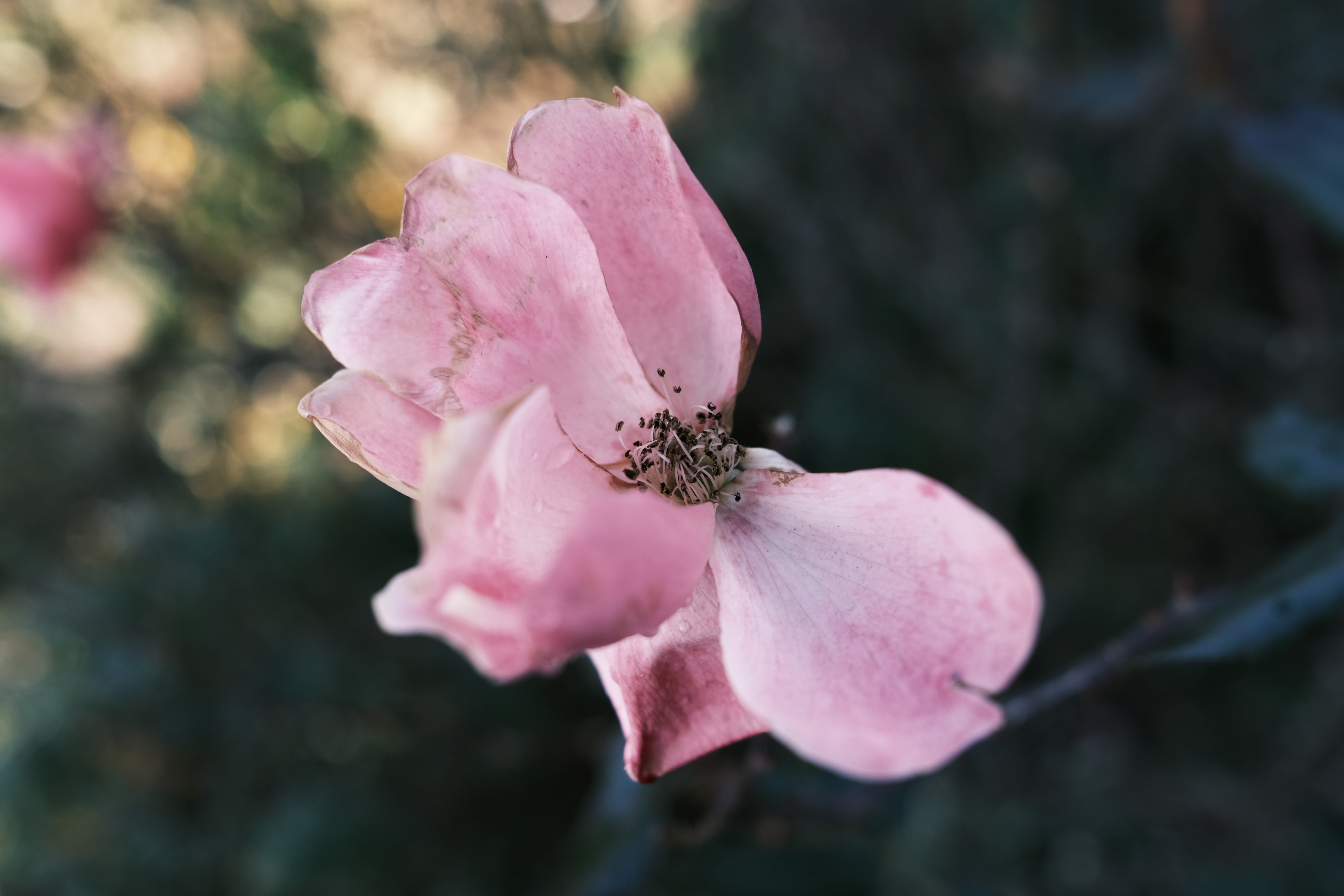 FUJIFILM X100V / プログラムAE（F3.6・1/180秒・-0.3EV） / ISO 160