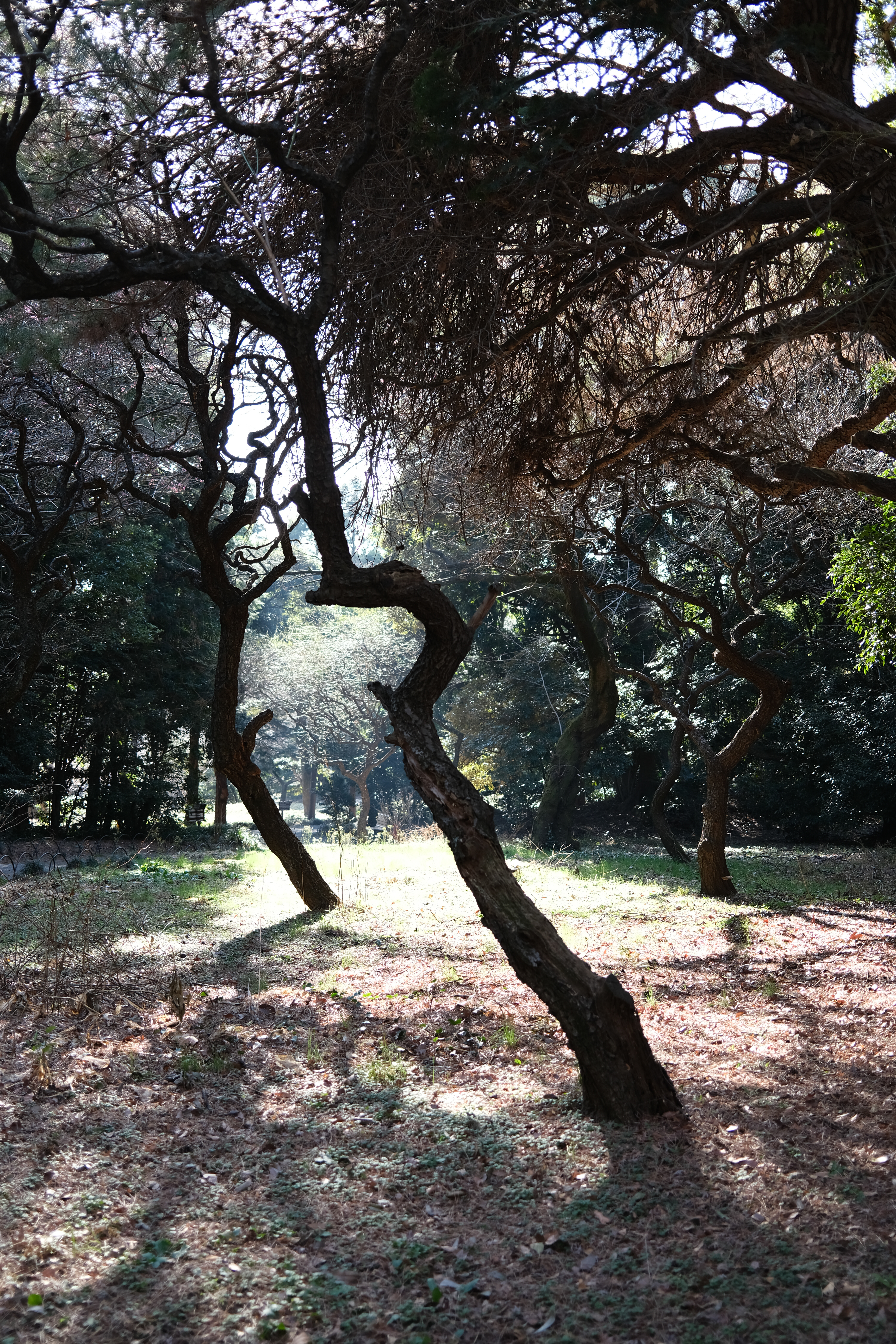 FUJIFILM X100V / 絞り優先AE（F2.2・1/180秒・±0EV） / ISO 160