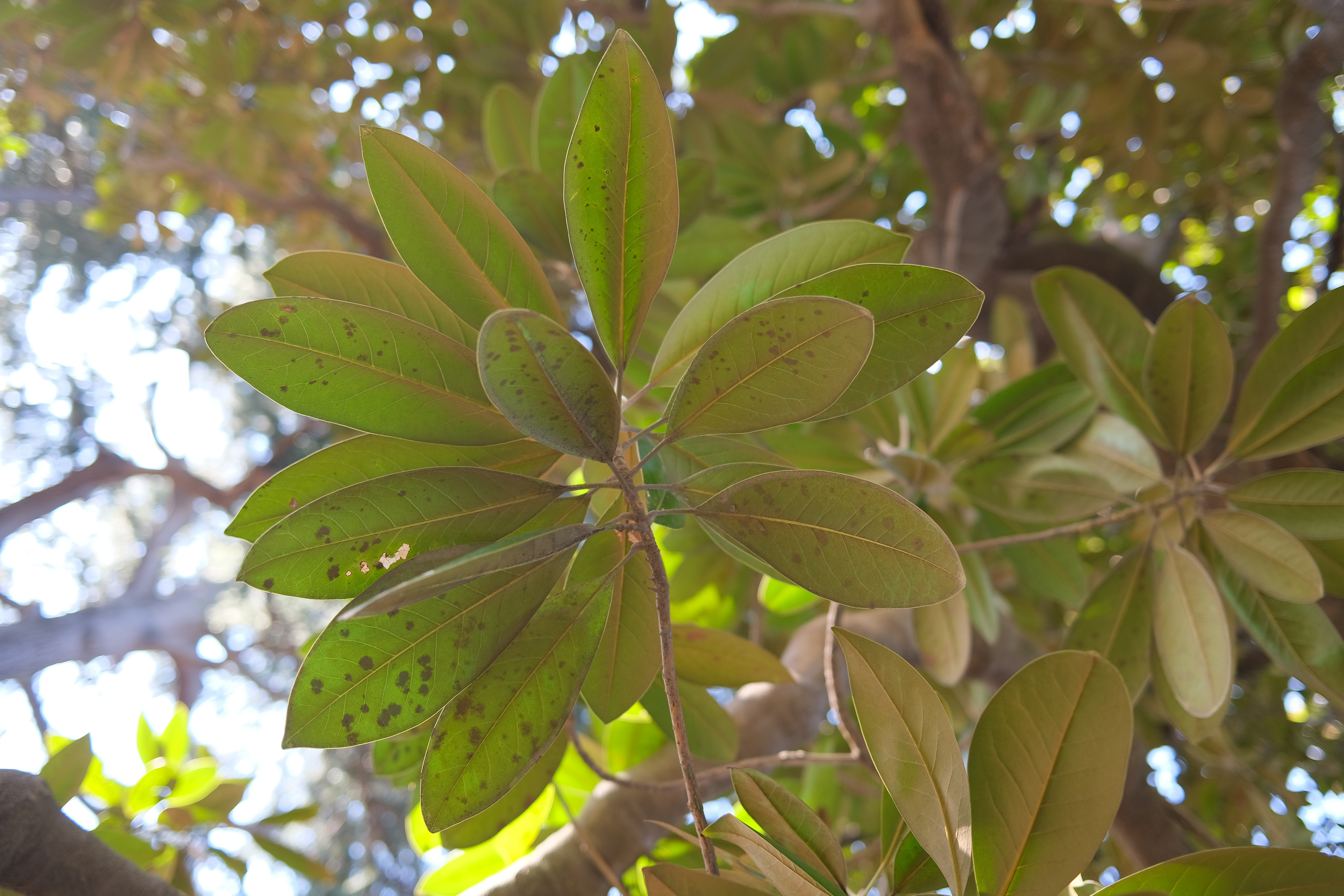 FUJIFILM X100V / 絞り優先AE（F2.2・1/110秒・+0.3EV） / ISO 320