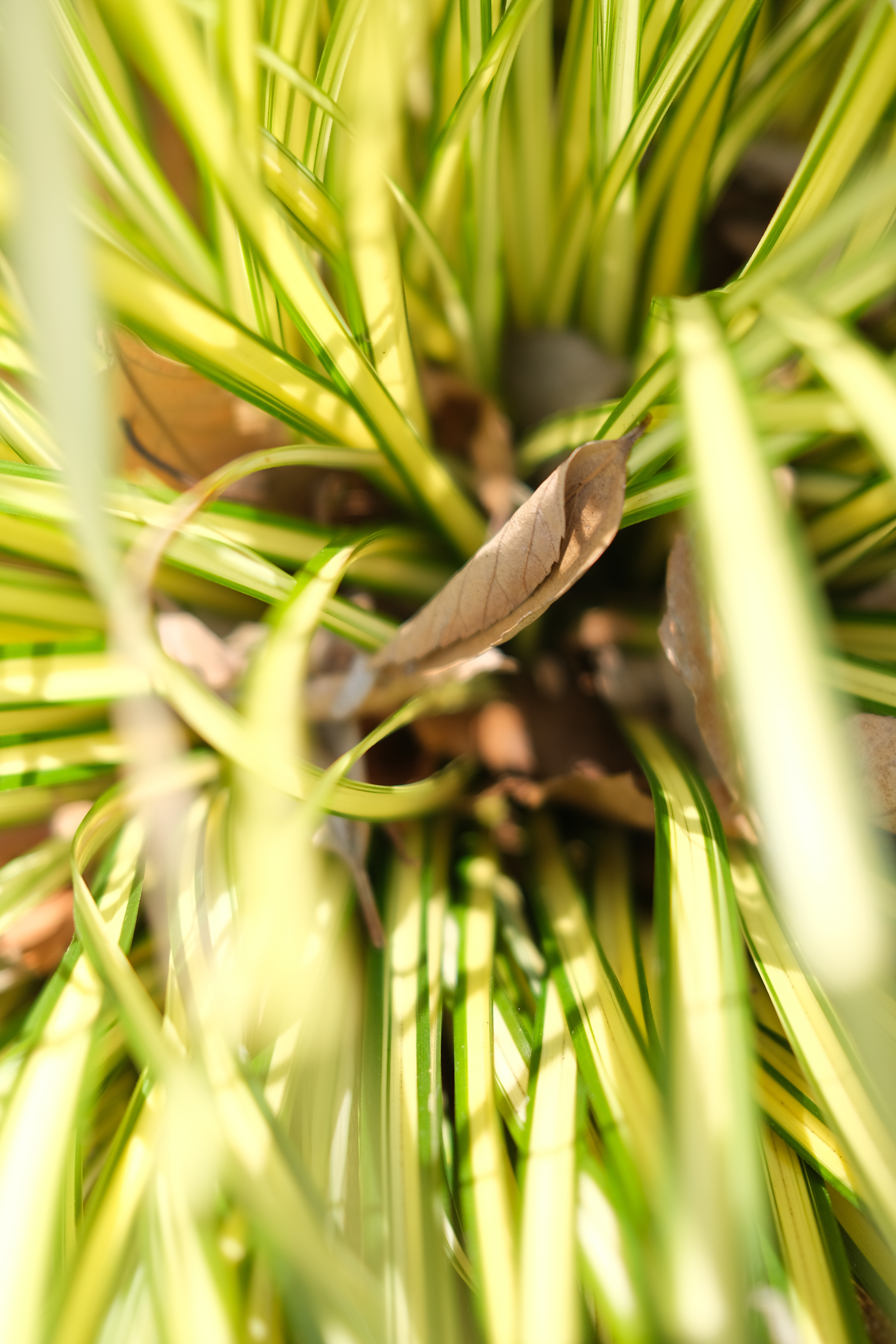 FUJIFILM X100V / 絞り優先AE（F2.0・1/680秒・±0EV） / ISO 320