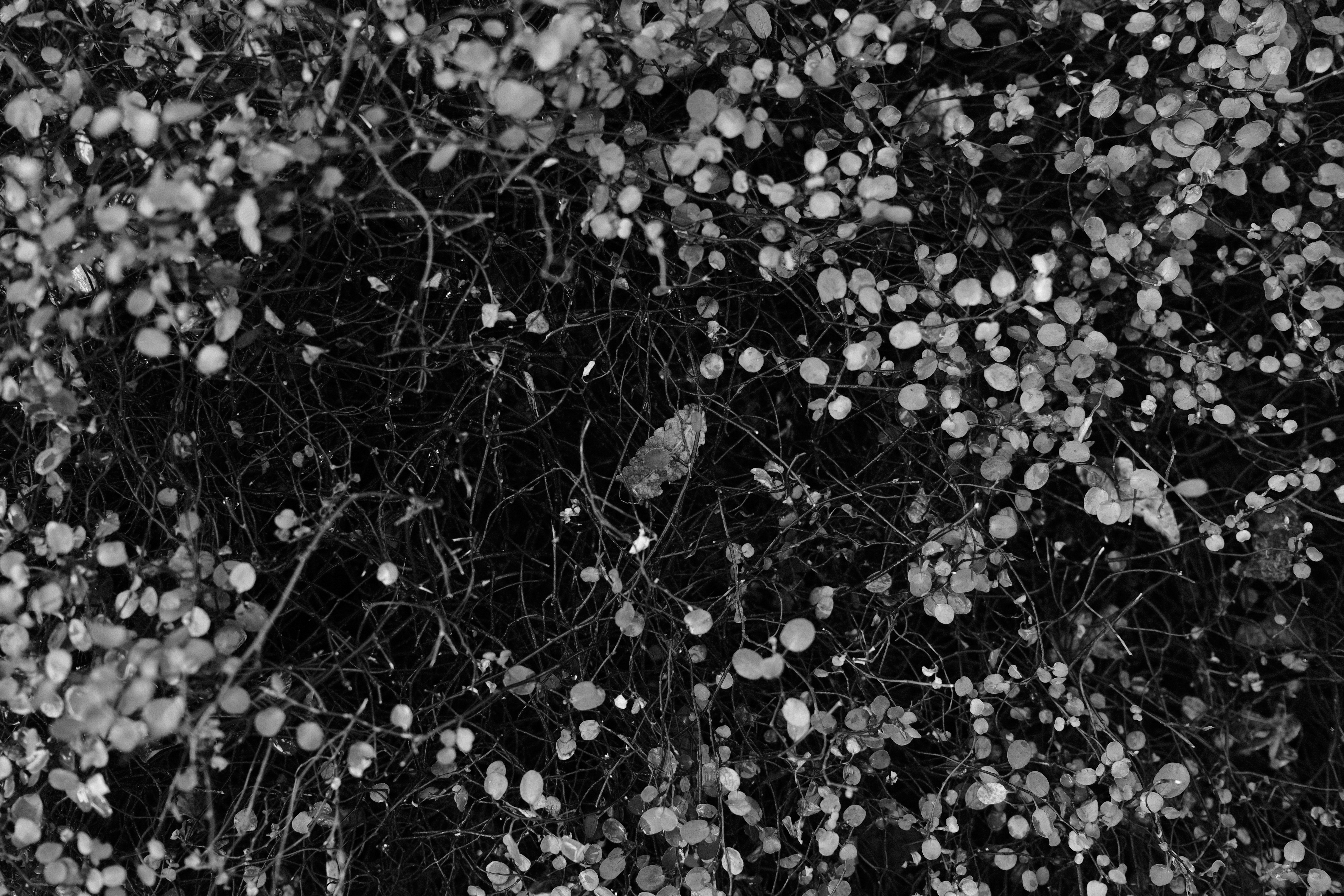 FUJIFILM X100V / プログラムAE（F2.5・1/105秒・-1.3EV） / ISO 160