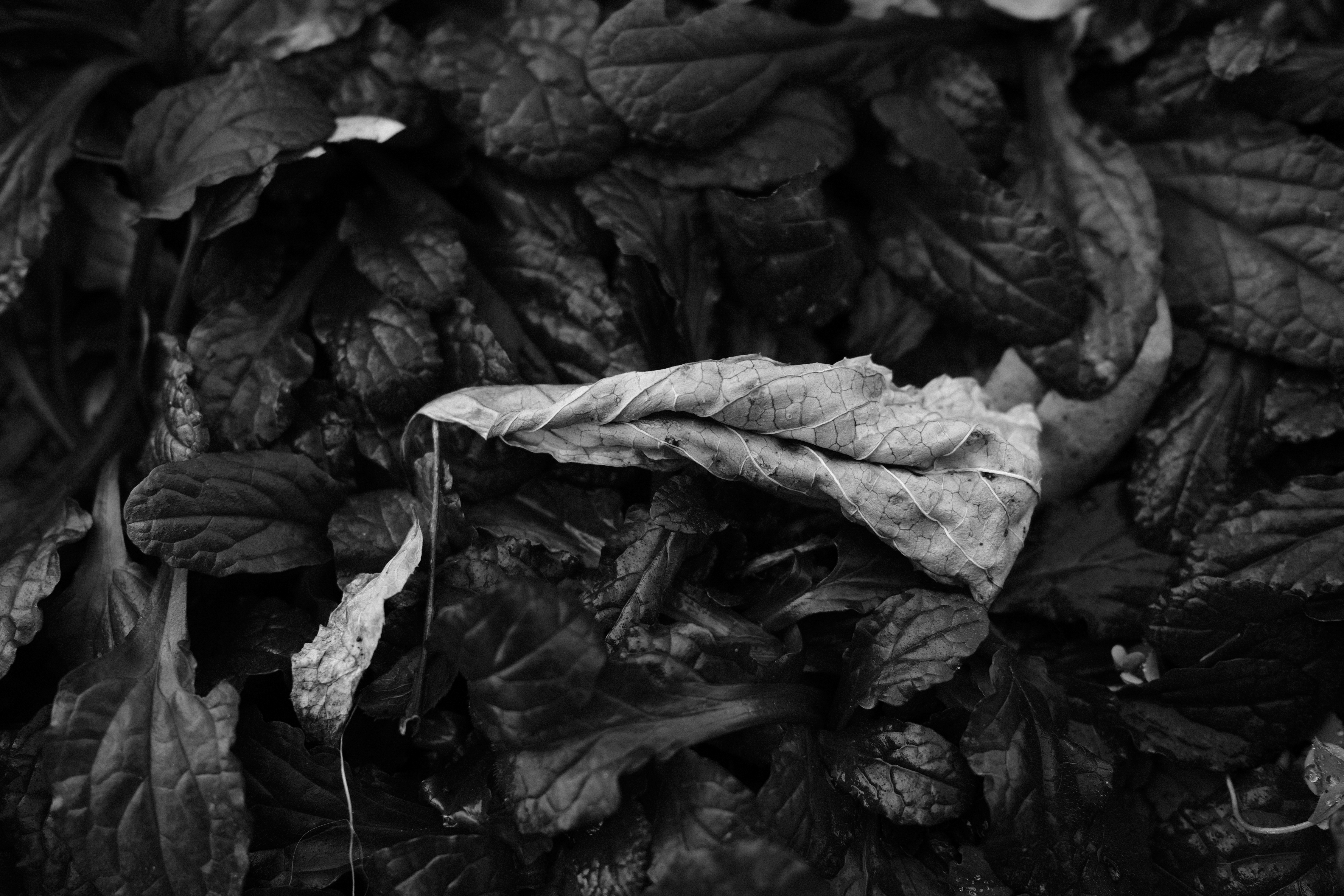 FUJIFILM X100V / プログラムAE（F2.8・1/150秒・-1.3EV） / ISO 160