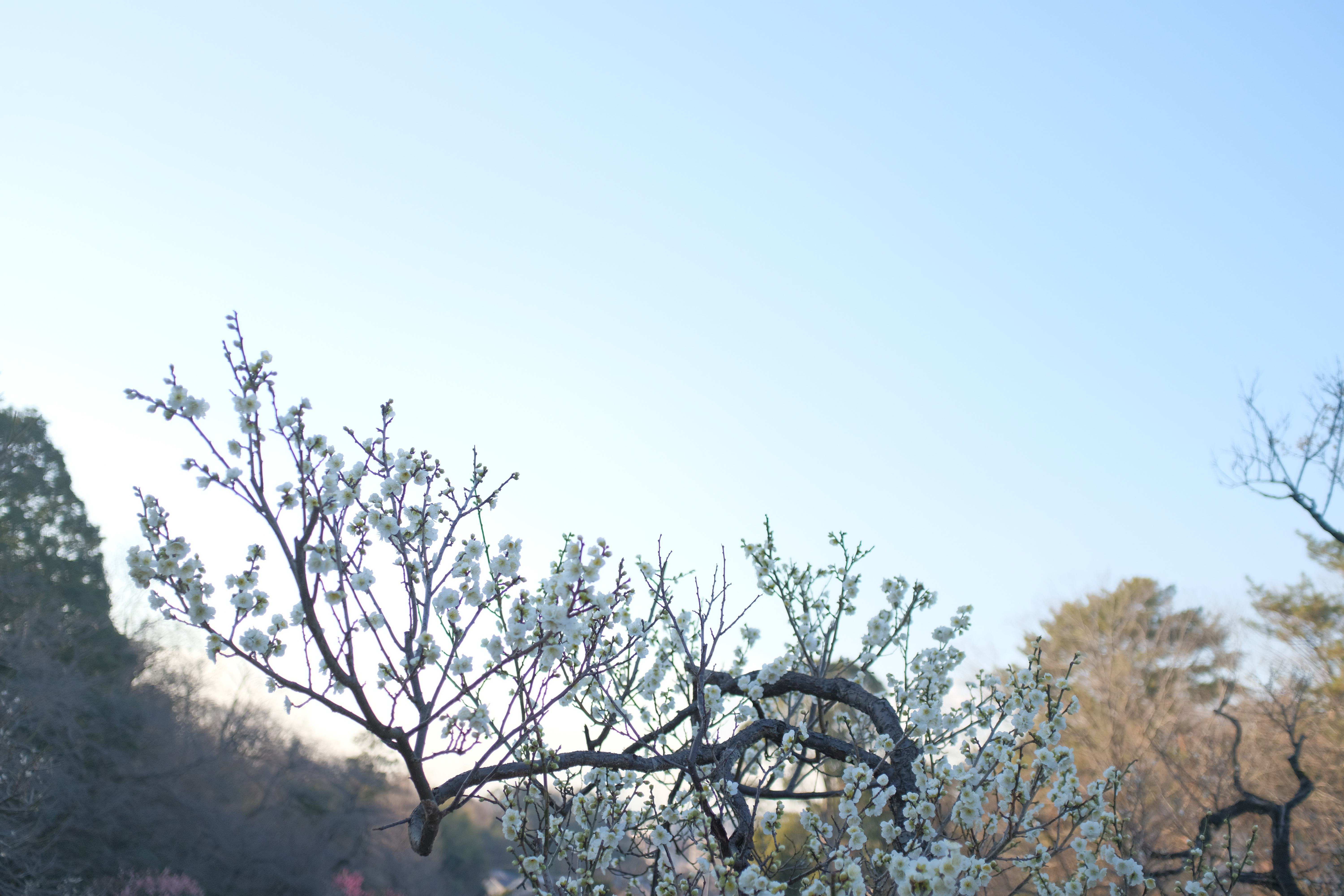 FUJIFILM X100F / 絞り優先AE（F2.0・1/1,800秒・+3.0EV） / ISO 400