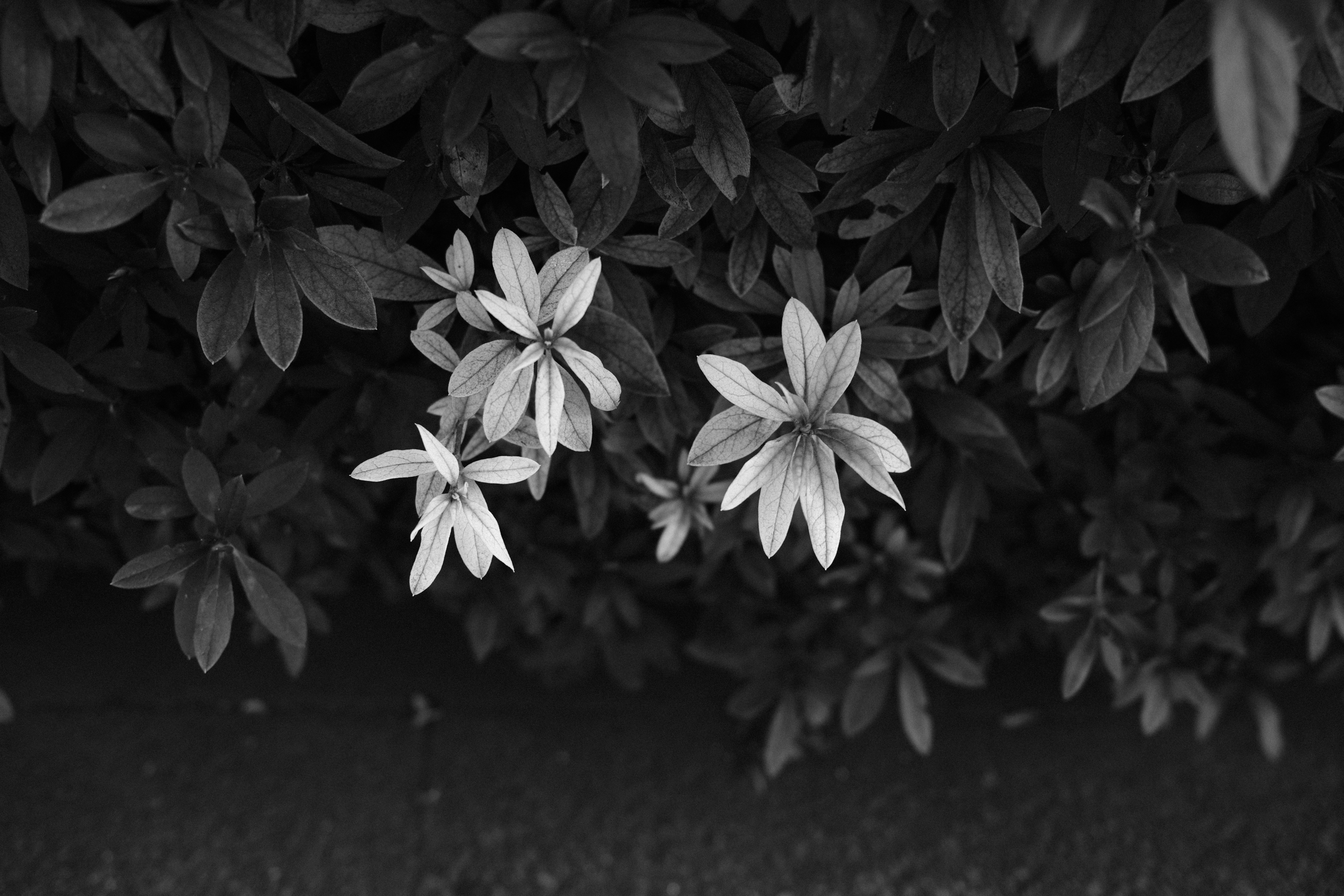 FUJIFILM X100V / プログラムAE（F2.5・1/110秒・-1.0EV） / ISO 160