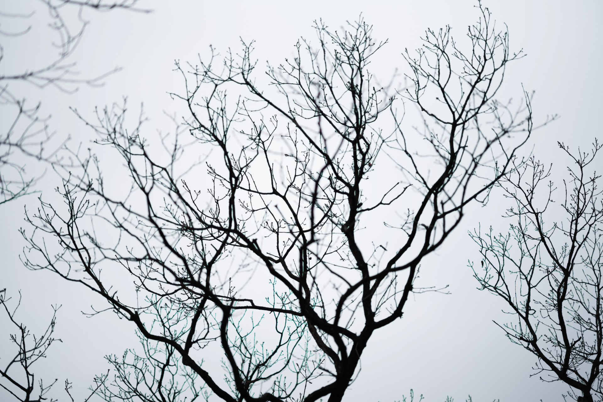 絞り開放で撮影。周辺部でも像の乱れはほとんどない。ライカM10-P / ISO200 / F1.5 / 1/4,000秒 / WBオート