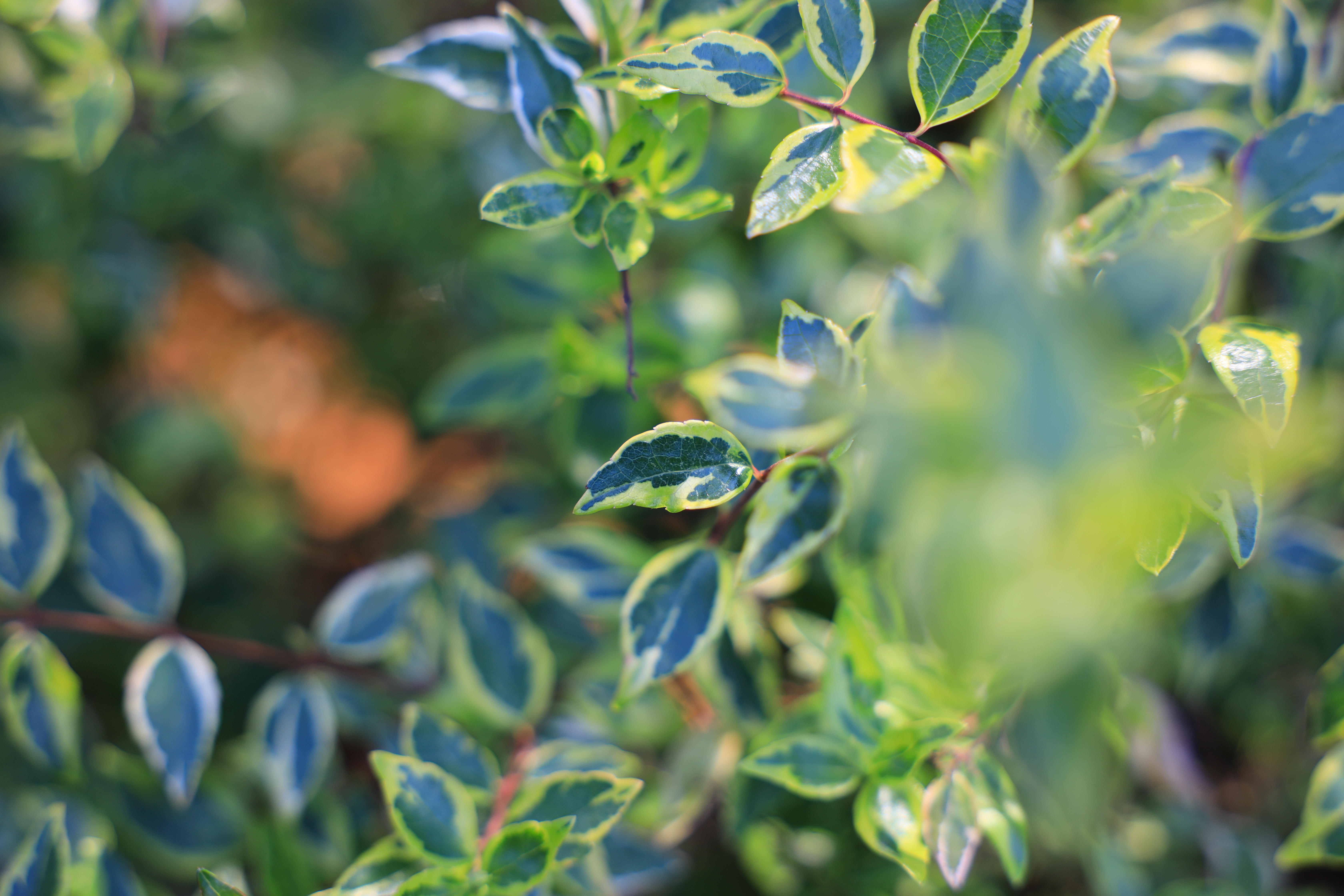 EOS R / RF24-70mm F2.8 L IS USM（70mm） / 絞り優先AE（F2.8・1/125秒・±0EV） / ISO 100