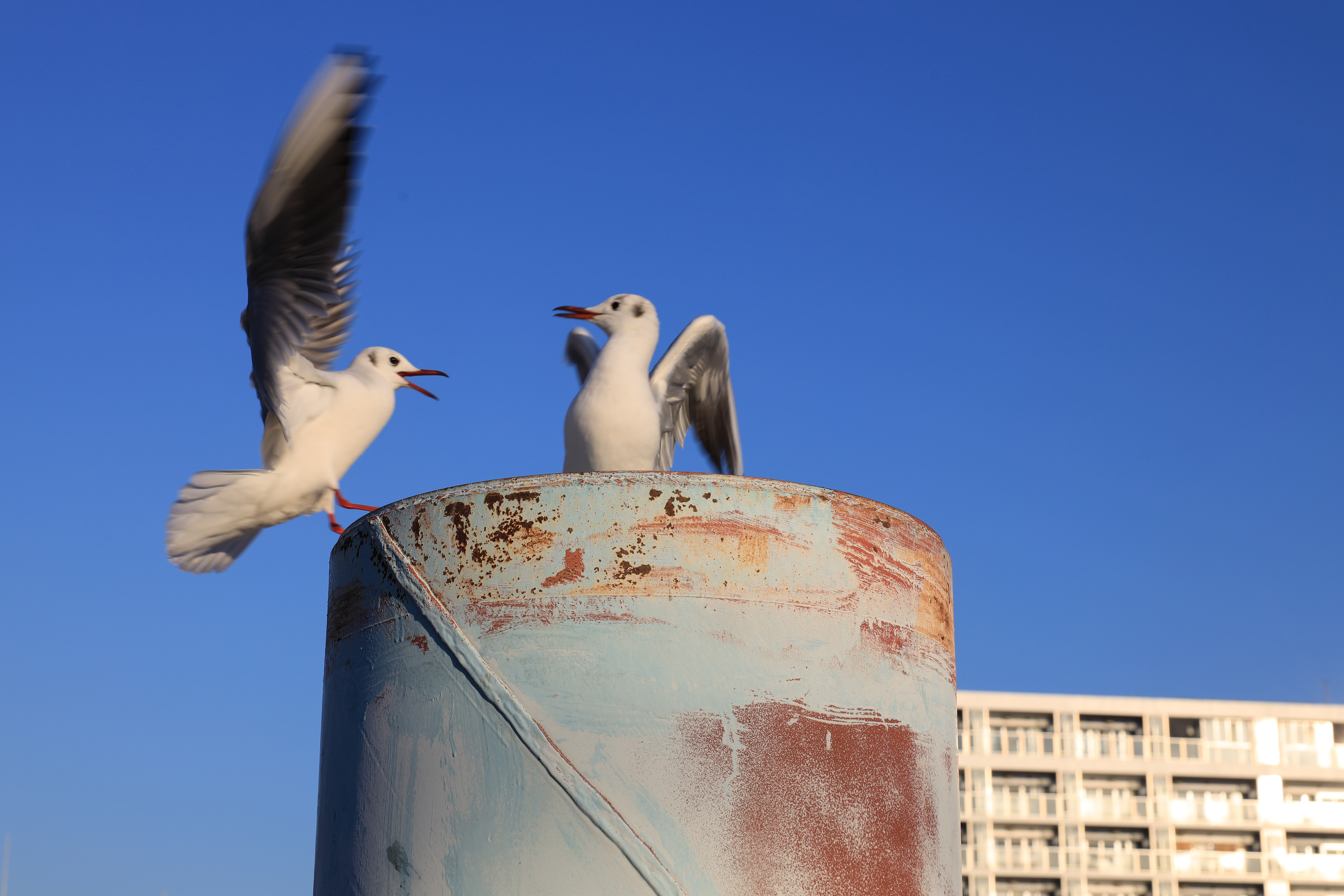 EOS R / RF24-70mm F2.8 L IS USM（70mm） / 絞り優先AE（F9.5・1/250秒・±0EV）/ ISO 100