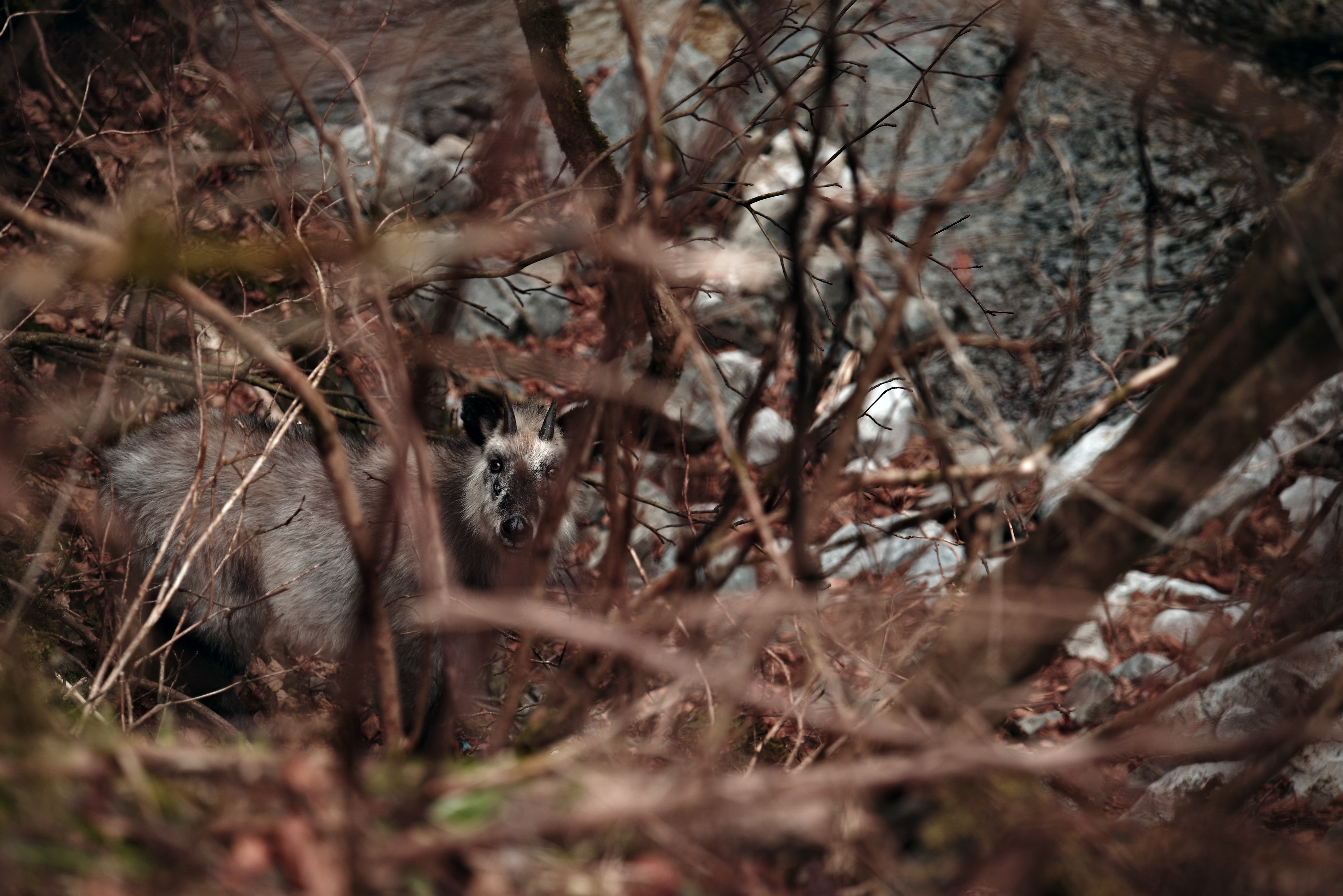 PENTAX K-1 Mark II / HD PENTAX-D FA 70-210mmF4ED SDM WR（160mm） / 絞り優先AE（F4.0・1/125秒・+0.7EV） / ISO 200