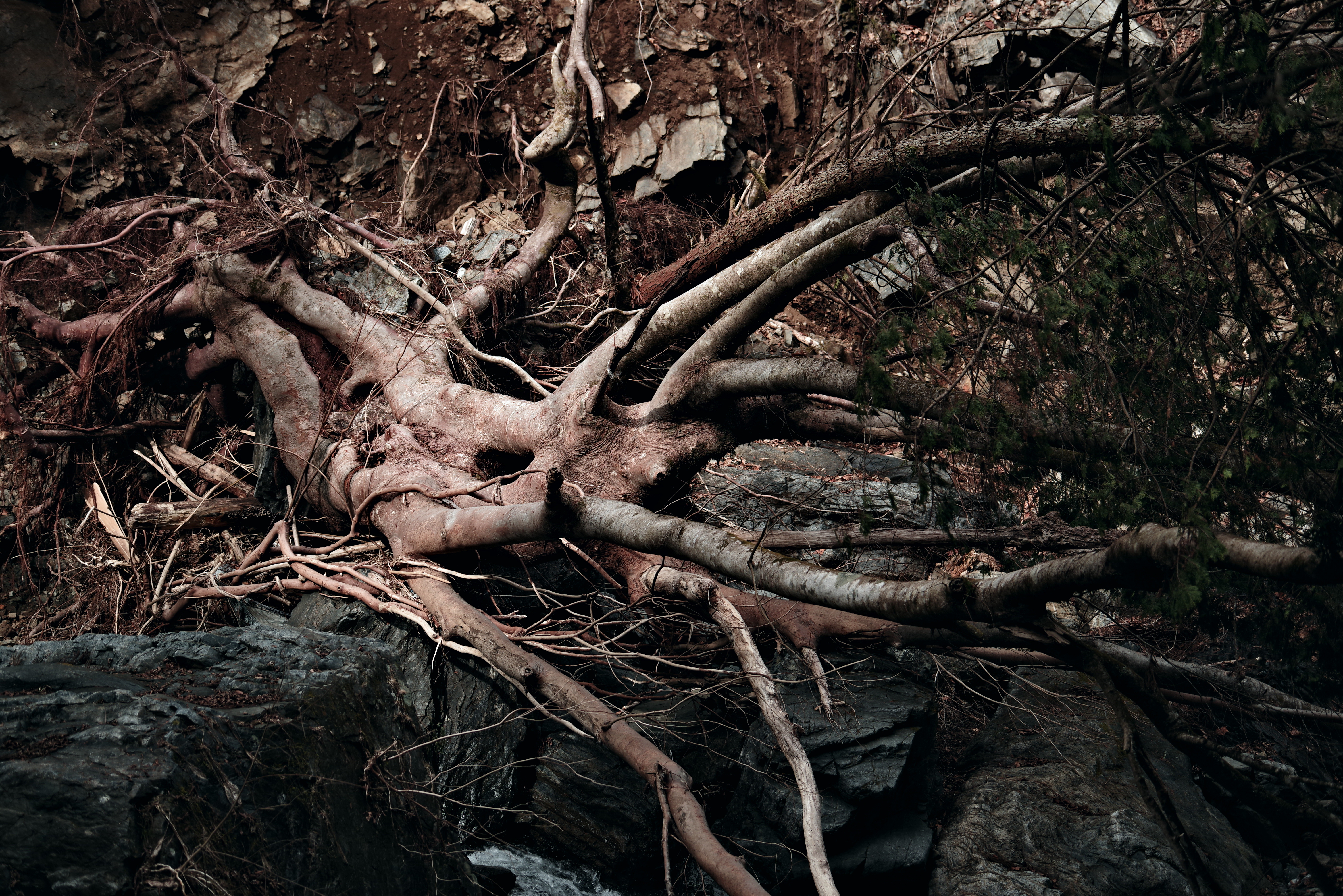 PENTAX K-1 Mark II / HD PENTAX-D FA 70-210mmF4ED SDM WR（88mm） / 絞り優先AE（F4.0・1/250秒・±0EV） / ISO 200