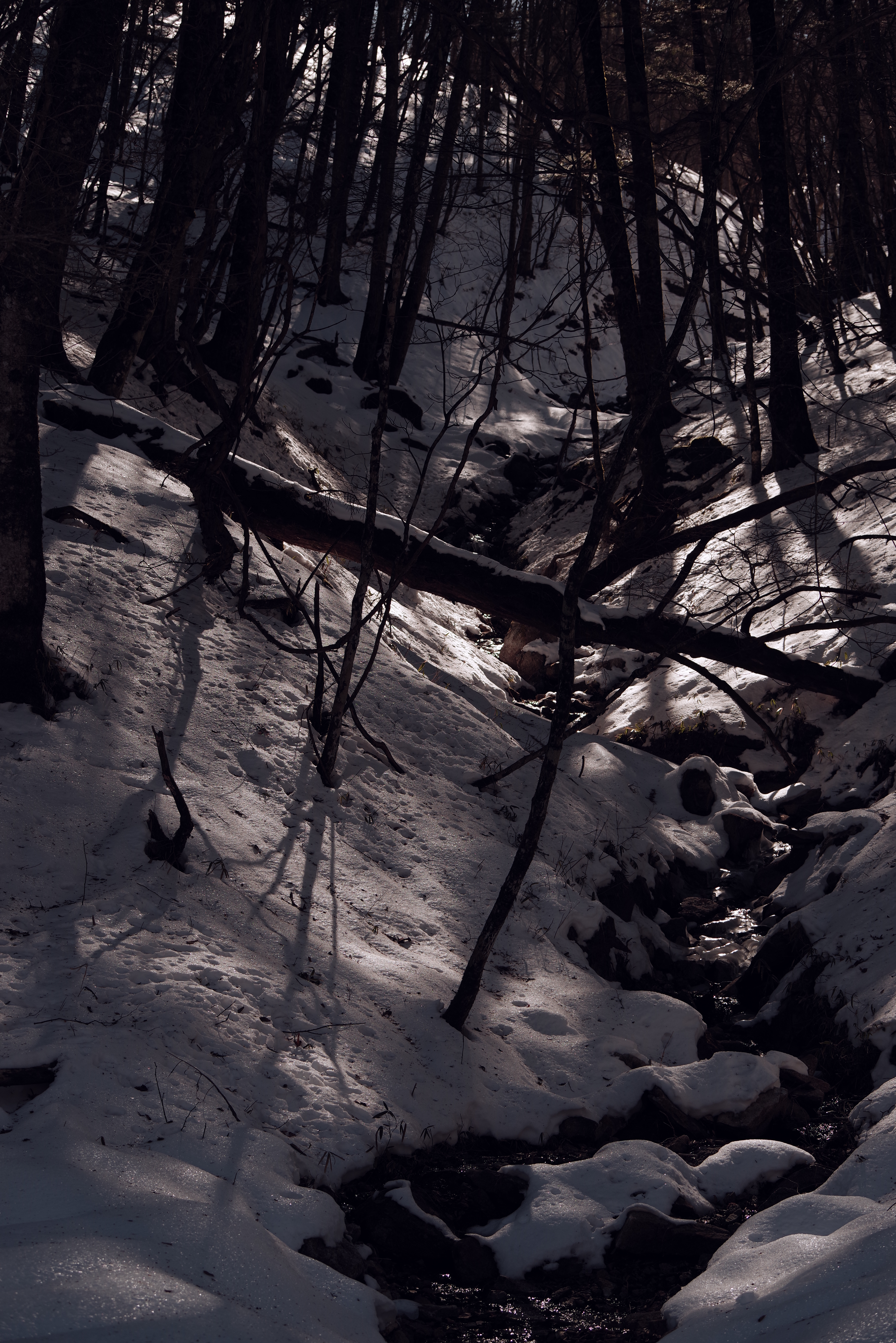 PENTAX K-1 Mark II / HD PENTAX-D FA 70-210mmF4ED SDM WR（70mm） / 絞り優先AE（F6.3・1/500秒・-2.0EV） / ISO 100