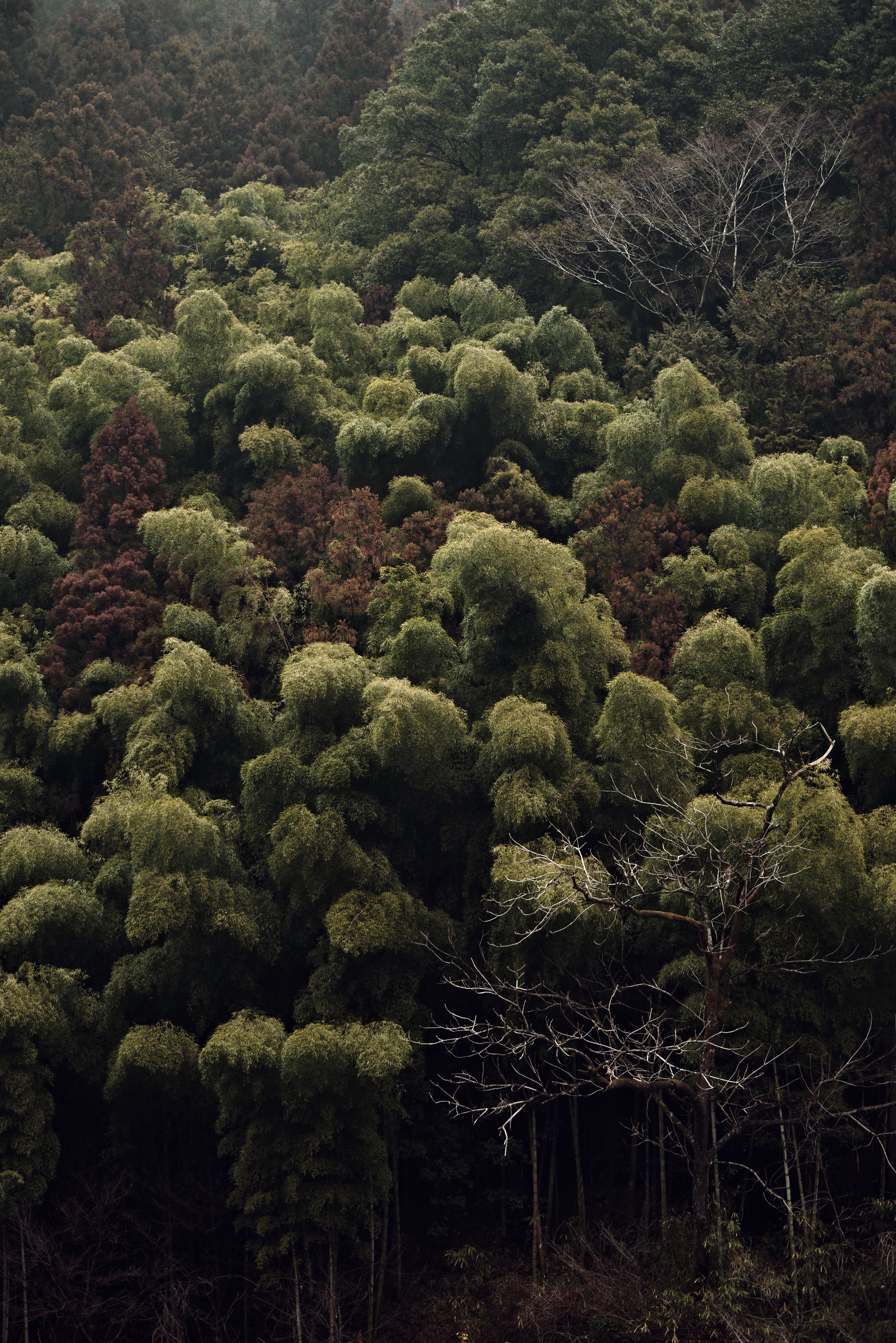 PENTAX K-1 Mark II / HD PENTAX-D FA 70-210mmF4ED SDM WR（70mm） / 絞り優先AE（F4.0・1/80秒・±0EV） / ISO 200