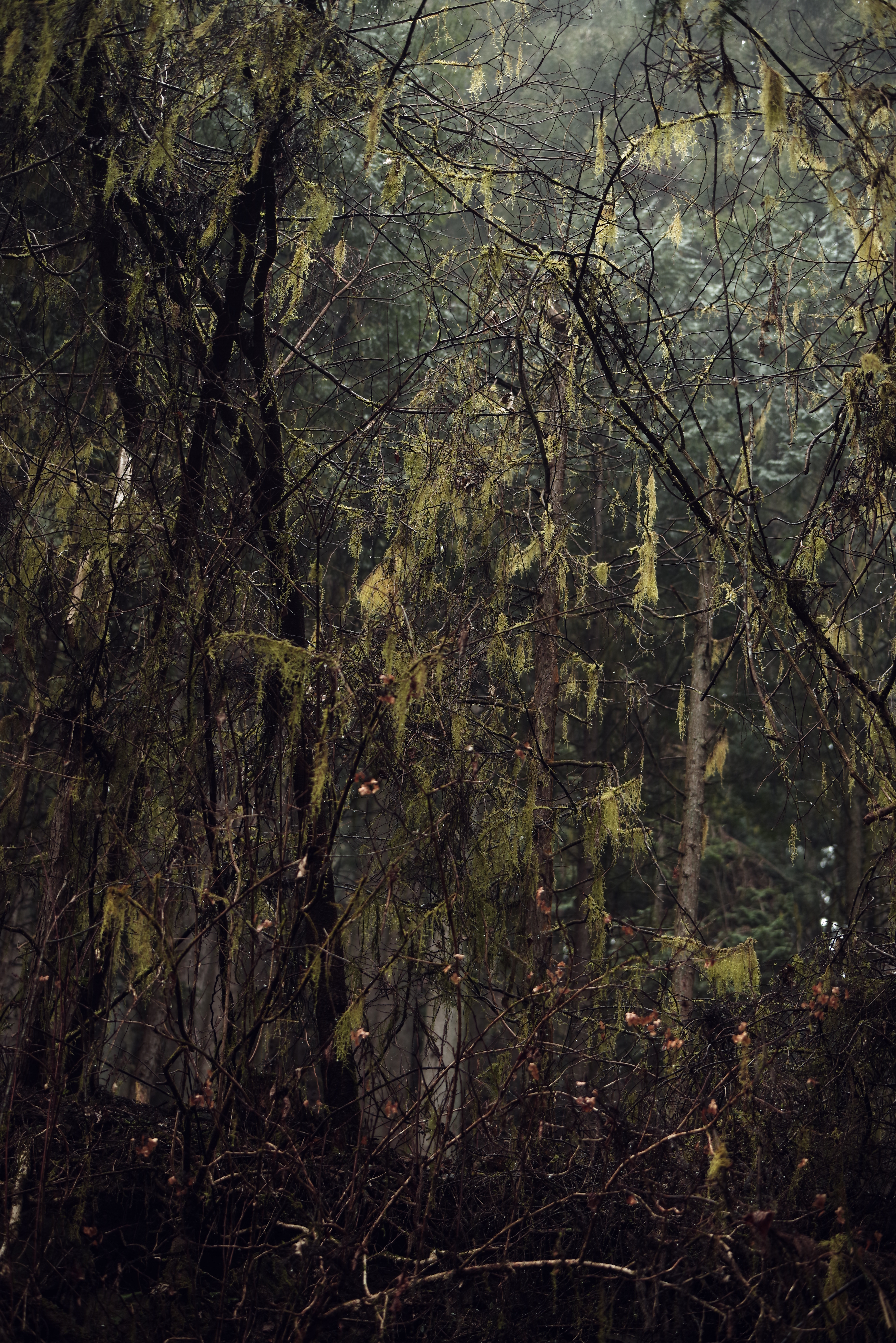 PENTAX K-1 Mark II / HD PENTAX-D FA 70-210mmF4ED SDM WR（70mm） / 絞り優先AE（F4.0・1/100秒・±0EV） / ISO 800