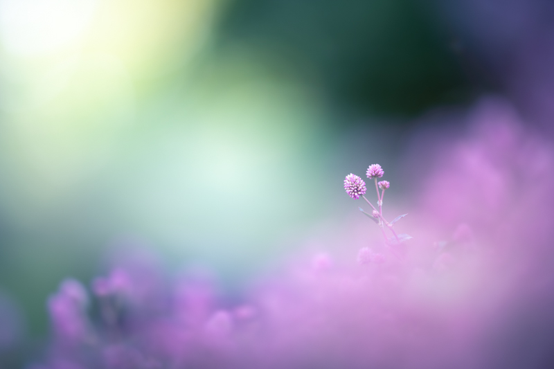 α7 III / FE 135mm F1.8 GM / 絞り優先AE（1/800秒・F1.8・±0.0EV） / ISO 100