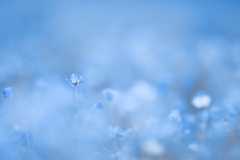 α7 III / FE 135mm F1.8 GM / 絞り優先AE（1/2,000秒・F1.8・-0.7EV） / ISO 100