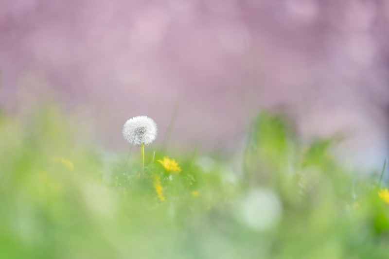 α7 III / FE 135mm F1.8 GM / 絞り優先AE（1/8,000秒・F1.8・-0.7EV） / ISO 100