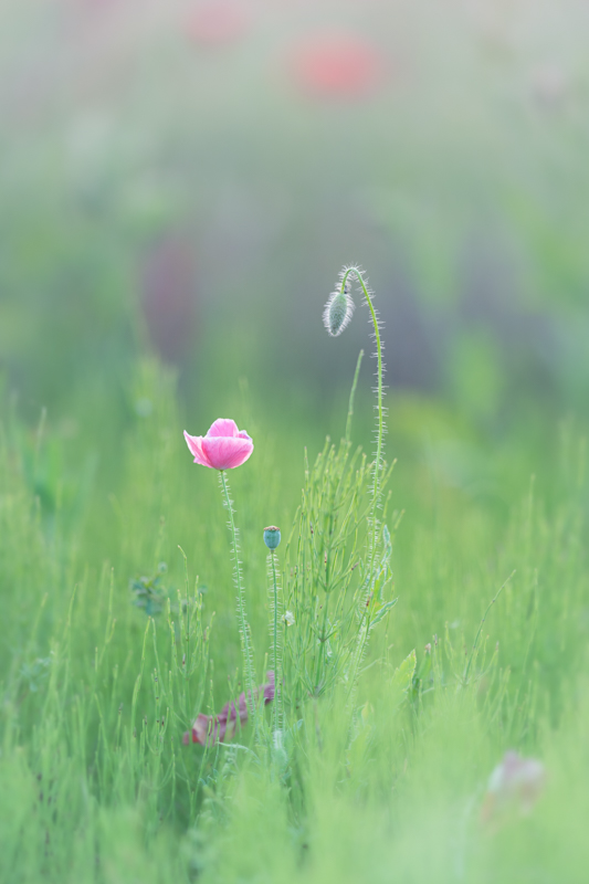 α7 III / FE 135mm F1.8 GM / 絞り優先AE（1/250秒・F1.8・-0.3EV） / ISO 100