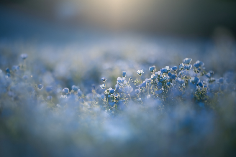 α7 III / FE 135mm F1.8 GM / 絞り優先AE（1/8,000秒・F1.8・-1.7EV） / ISO 100