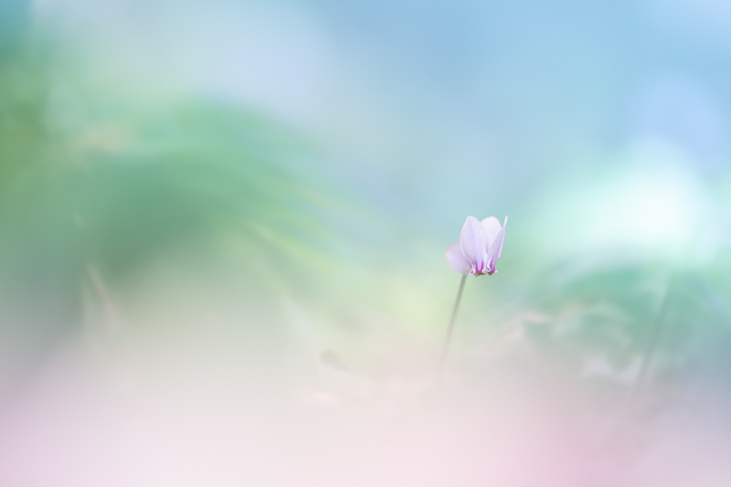 α7 III / FE 135mm F1.8 GM / 絞り優先AE（1/800秒・F1.8・-0.3EV） / ISO 100