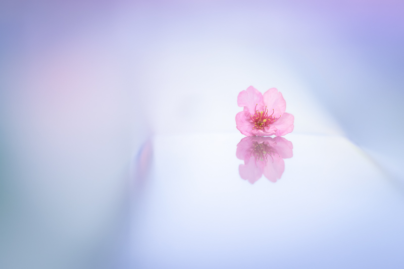 α7 III / FE 135mm F1.8 GM / 絞り優先AE（1/1,600秒・F1.8・+1.0EV） / ISO 100