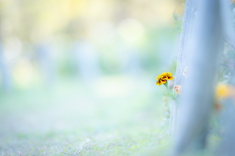 α7 III / FE 135mm F1.8 GM / 絞り優先AE（1/400秒・F1.8・+0.3EV） / ISO 100