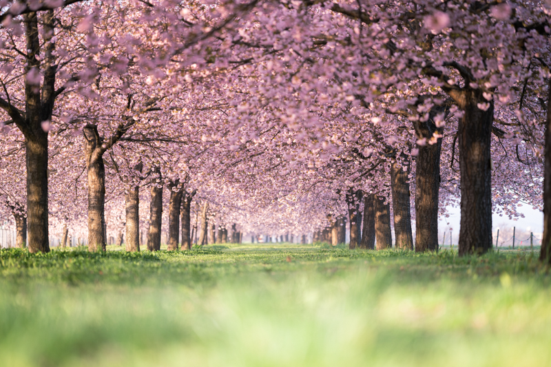 α7 III / FE 135mm F1.8 GM / 絞り優先AE（1/800秒・F1.8・±0.0EV） / ISO 100