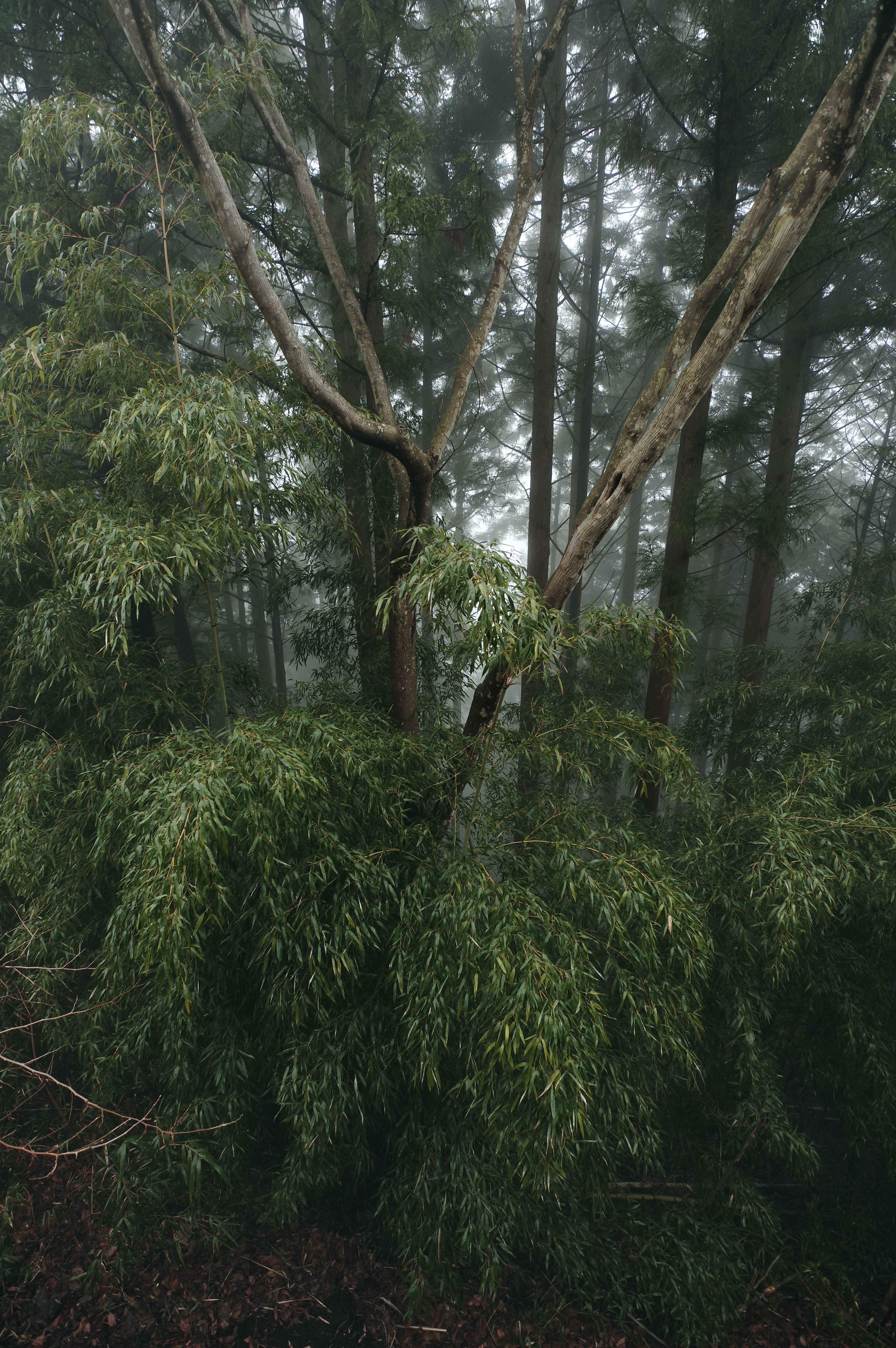 PENTAX KP J limited / HD PENTAX-DA★11-18mmF2.8ED DC AW（11mm） / 絞り優先AE（F4.0・1/60秒・-0.3EV） / ISO 400