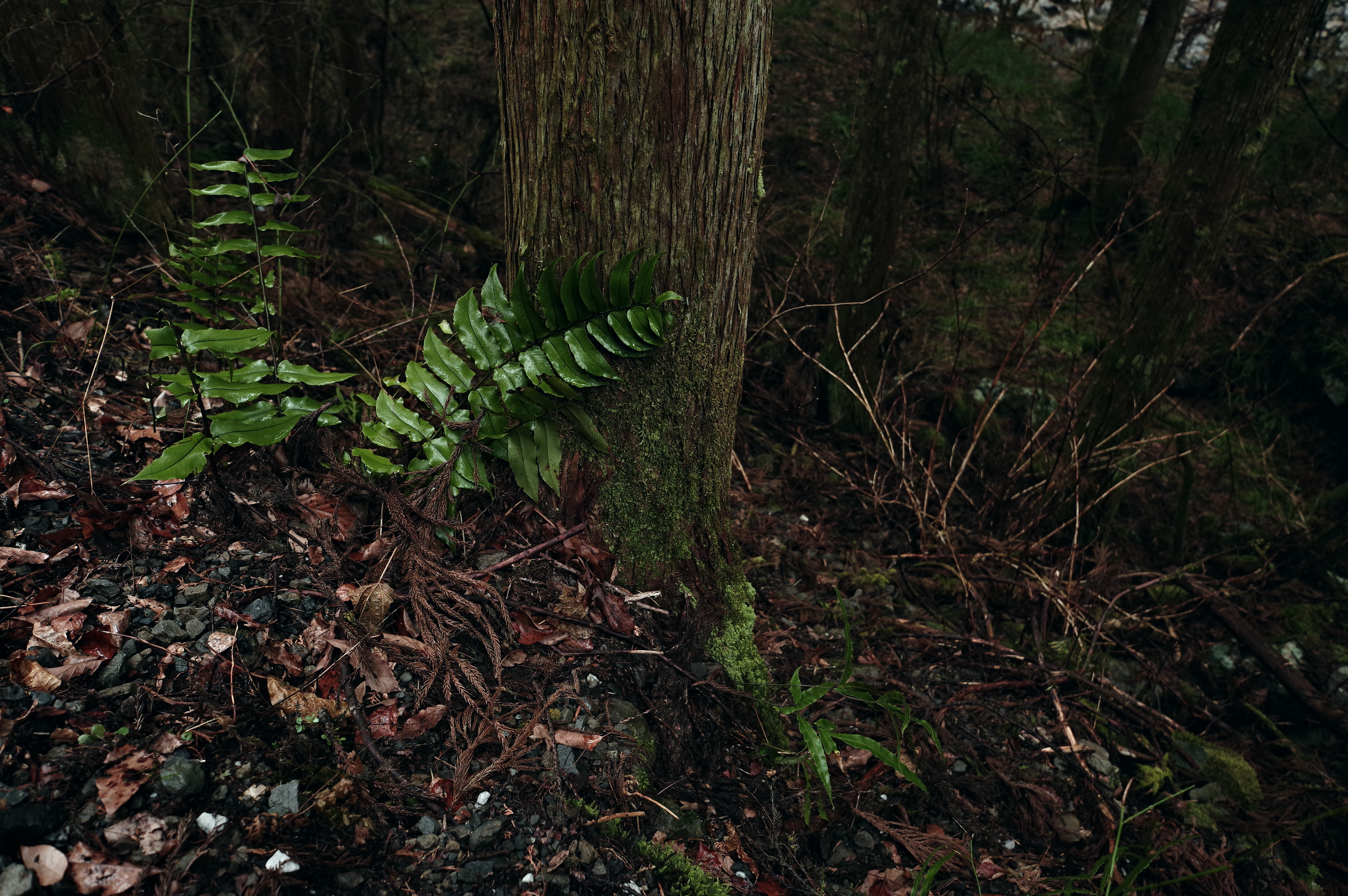 PENTAX KP J limited / HD PENTAX-DA★11-18mmF2.8ED DC AW（18mm） / 絞り優先AE（F4.0・1/60秒・-1.0EV） / ISO 800