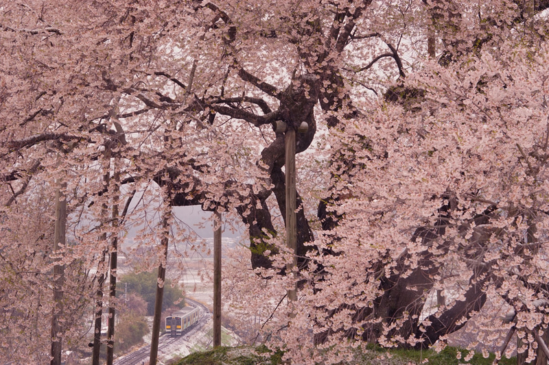 ソニーα7 II　70-400mm F4-5.6 G SSM II（105mm）　絞り優先オート（F16、1/160秒）　ISO 800　WB:日陰