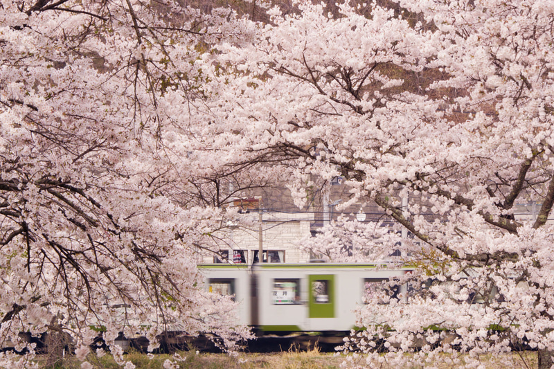 ソニーα77 II　70-400mm F4-5.6 G SSM II（420mm相当）　絞り優先オート（F25、1/13秒）　ISO 200　WB:日陰