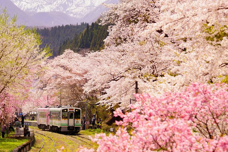 ソニーα7R II　FE 70-200mm F2.8 GM OSS（151mm）　絞り優先オート（F5.6、1/640秒）　ISO 200　WB:日陰