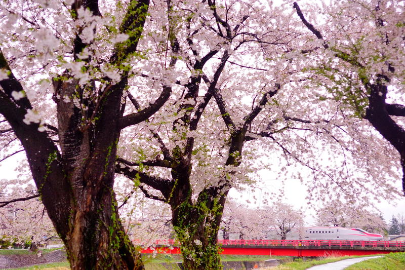 ソニーα77 II　24-70mm F2.8 ZA SSM（67mm相当）　プログラムオート（F2.8、1/1,000秒）　ISO 800　WB:曇天