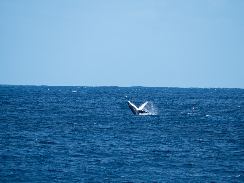 OLYMPUS OM-D E-M1 Mark II / M.ZUIKO DIGITAL ED 75-300mm F4.8-6.7 II / 300mm /  絞り優先AE（F8・1/800秒・+0.3EV）/ ISO 400