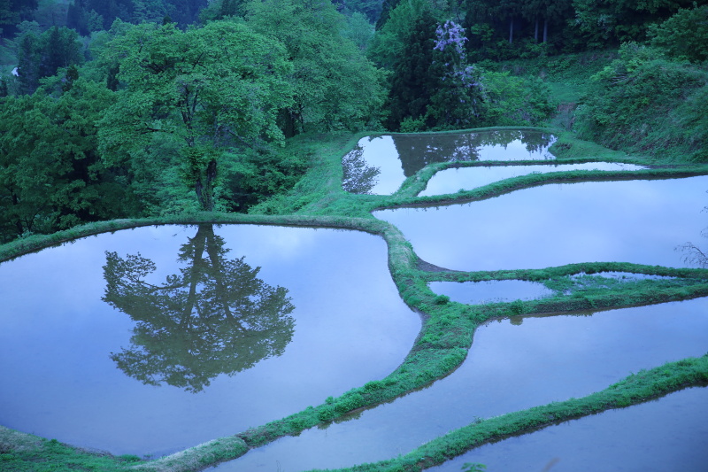 「新緑を映し出す星峠の棚田」より、儀明の棚田（田島知華）