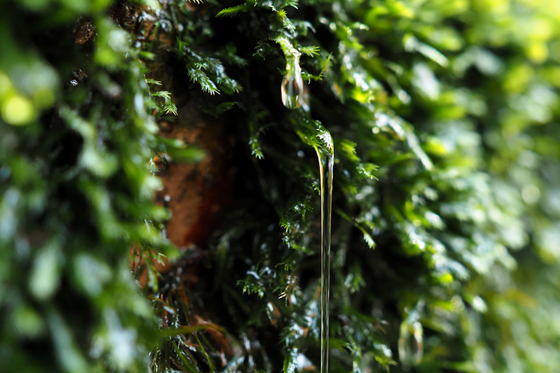 景勝地「抱返り渓谷」を歩いていると、透き通った水が葉の先をつたっていた。焦点距離17mmの本レンズは、水の透明感と葉の質感を優れた解像力と表現力で描き出してくれた。PROレンズは、どのような撮影現場でも安心と信頼をもたらす（撮影：高橋智史）。<br><span class="fnt-85">OLYMPUS OM-D E-M1X / M.ZUIKO DIGITAL ED 17mm F1.2 PRO / 17mm（34mm相当） / 絞り優先AE（F1.4、1/50秒、-1.0EV） / ISO 400 / WB：オート</span>