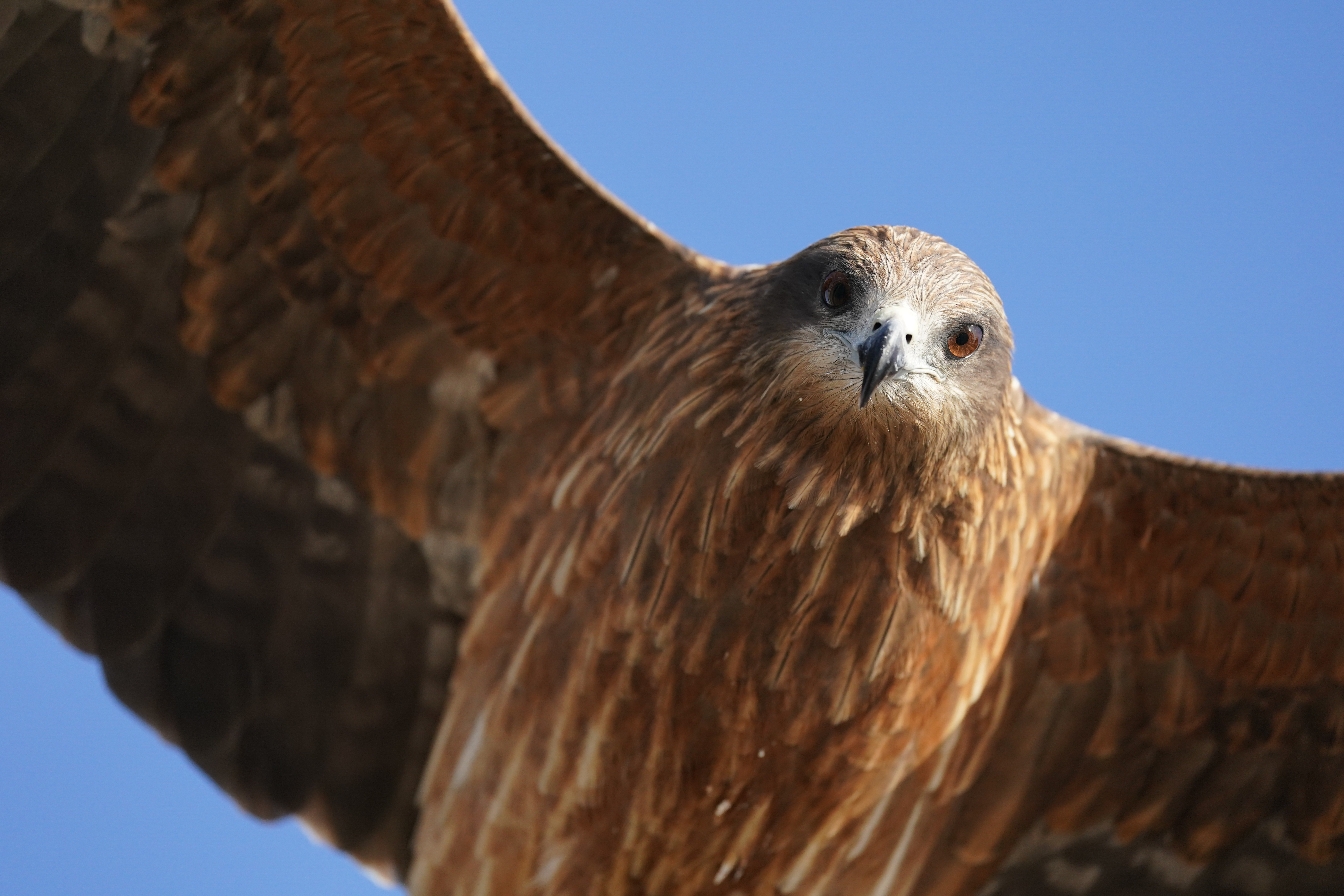 α9 II / FE 600mm F4 GM OSS / シャッター優先AE（1/4,000秒・F4・-0.7EV） / ISO 1600