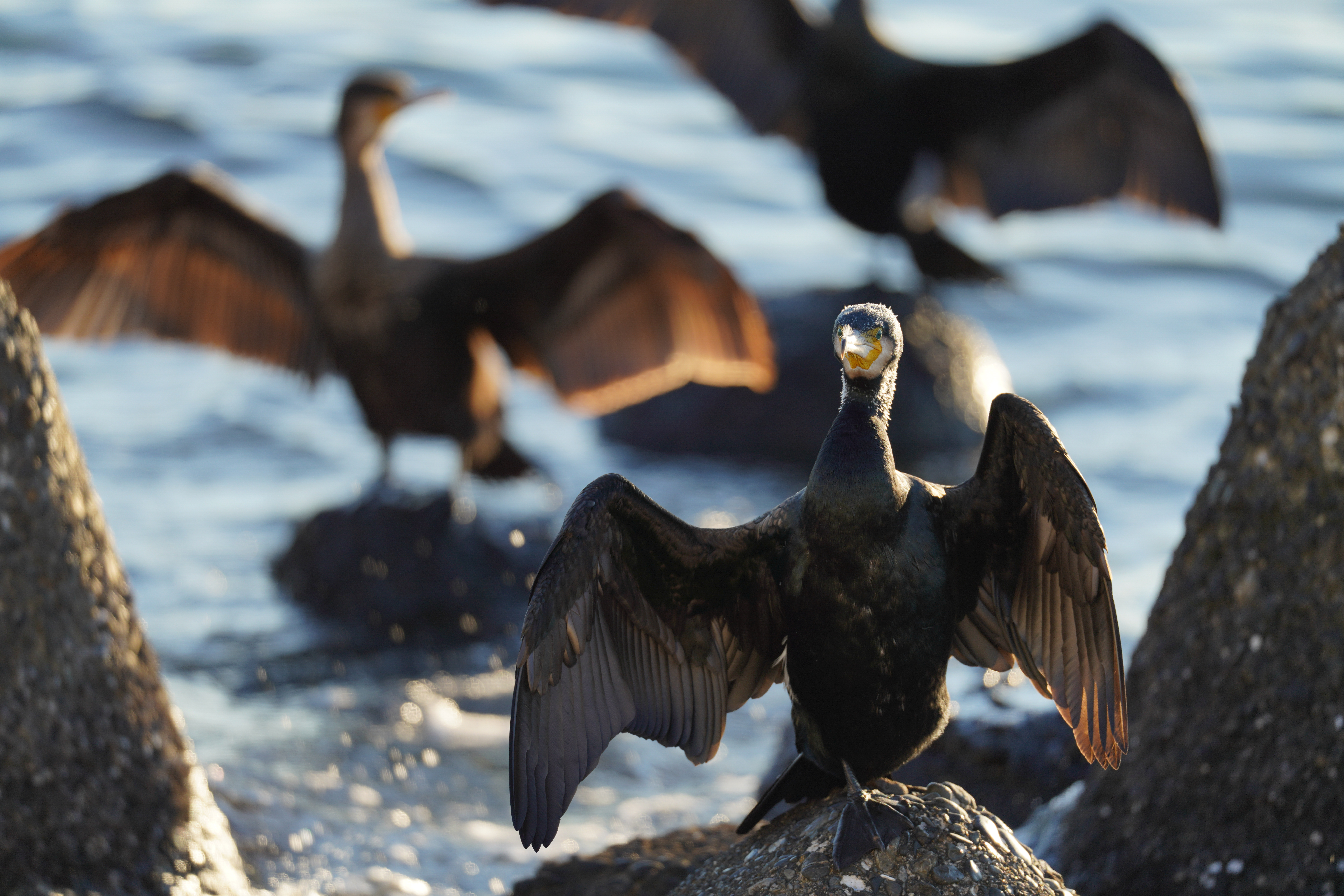 α7R IV / FE 600mm F4 GM OSS / マニュアル露出（1/320秒・F4・±0EV） / ISO 100