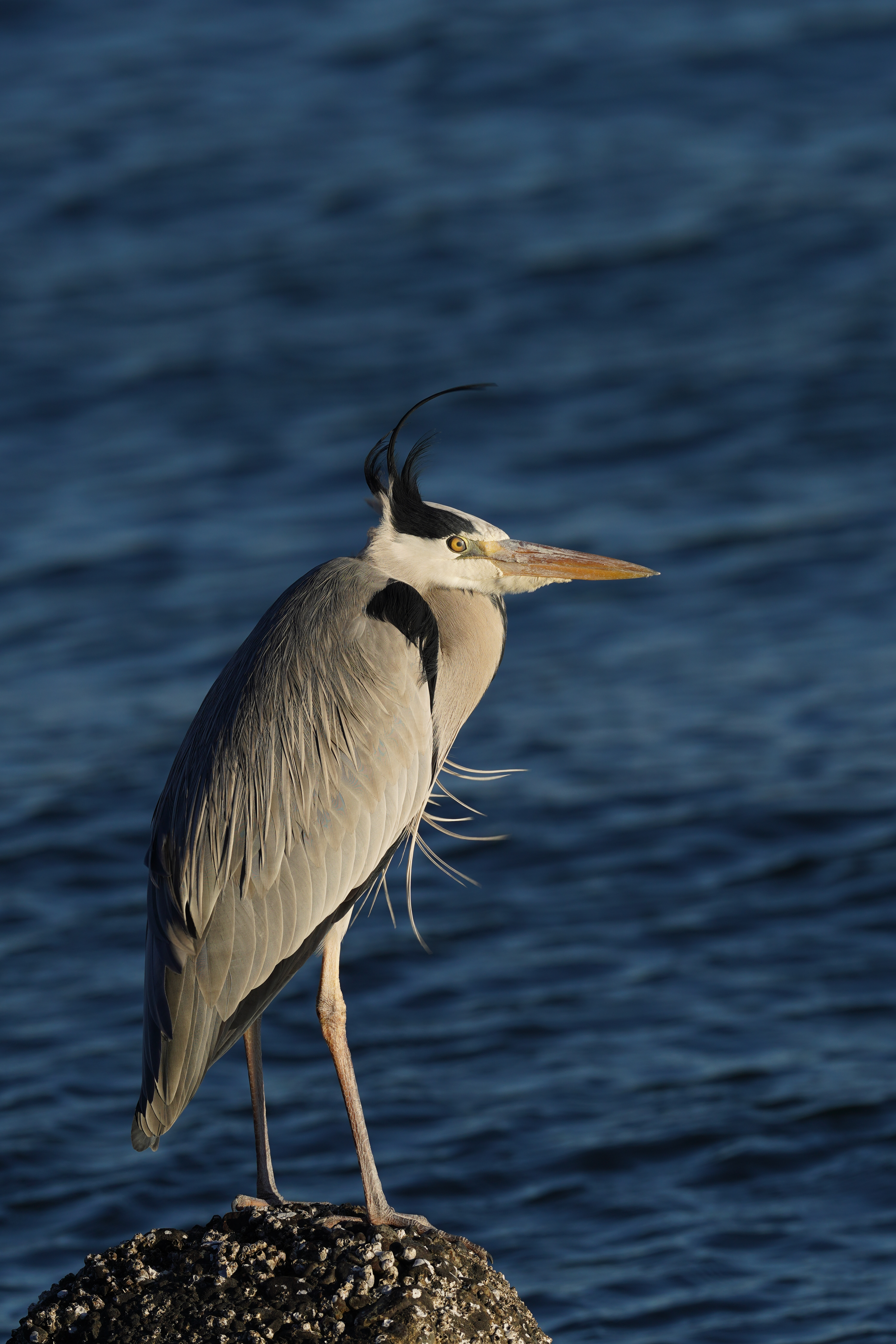 α7R IV / FE 600mm F4 GM OSS（APS-Cクロップモード：900mm相当） / シャッター速度優先AE（1/500秒・F6.3・-0.7EV） / ISO 100