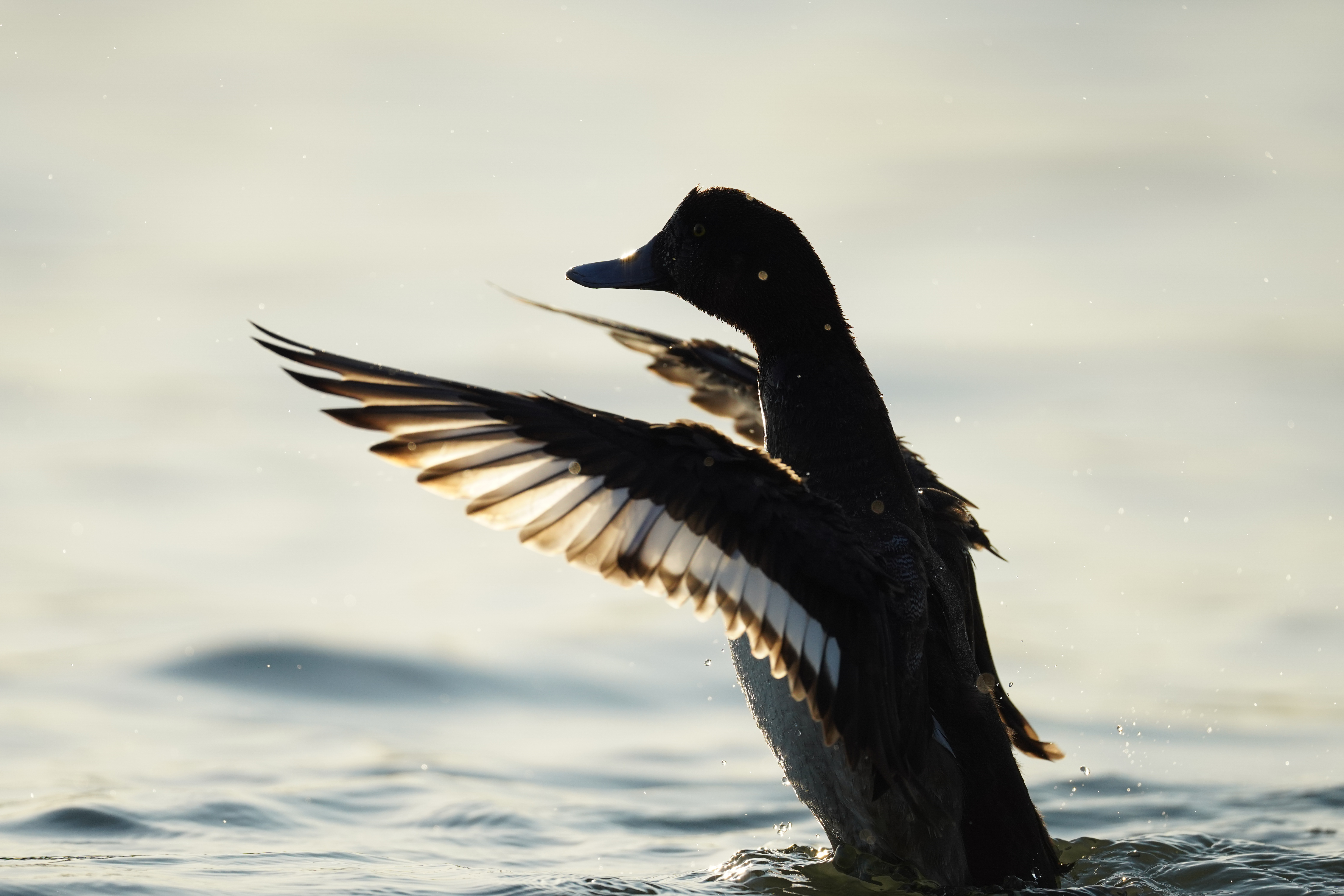 α7R IV / FE 600mm F4 GM OSS（APS-Cクロップモード：900mm相当） / シャッター速度優先AE（1/5,000秒・F4・+0.3EV） / ISO 400