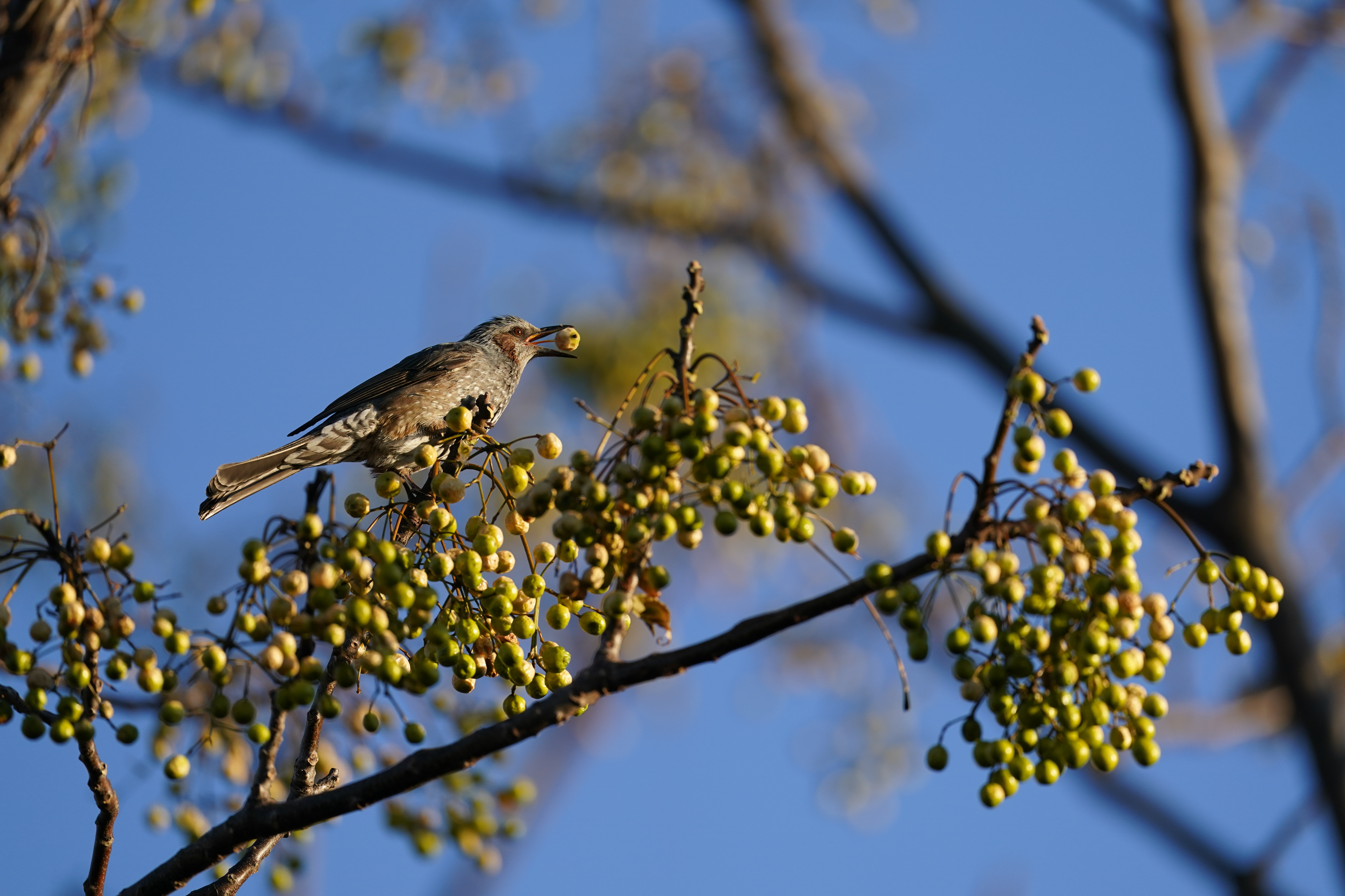 α9 II / FE 600mm F4 GM OSS / シャッター速度優先AE（1/1,250秒・F4・+0.3EV） / ISO 250