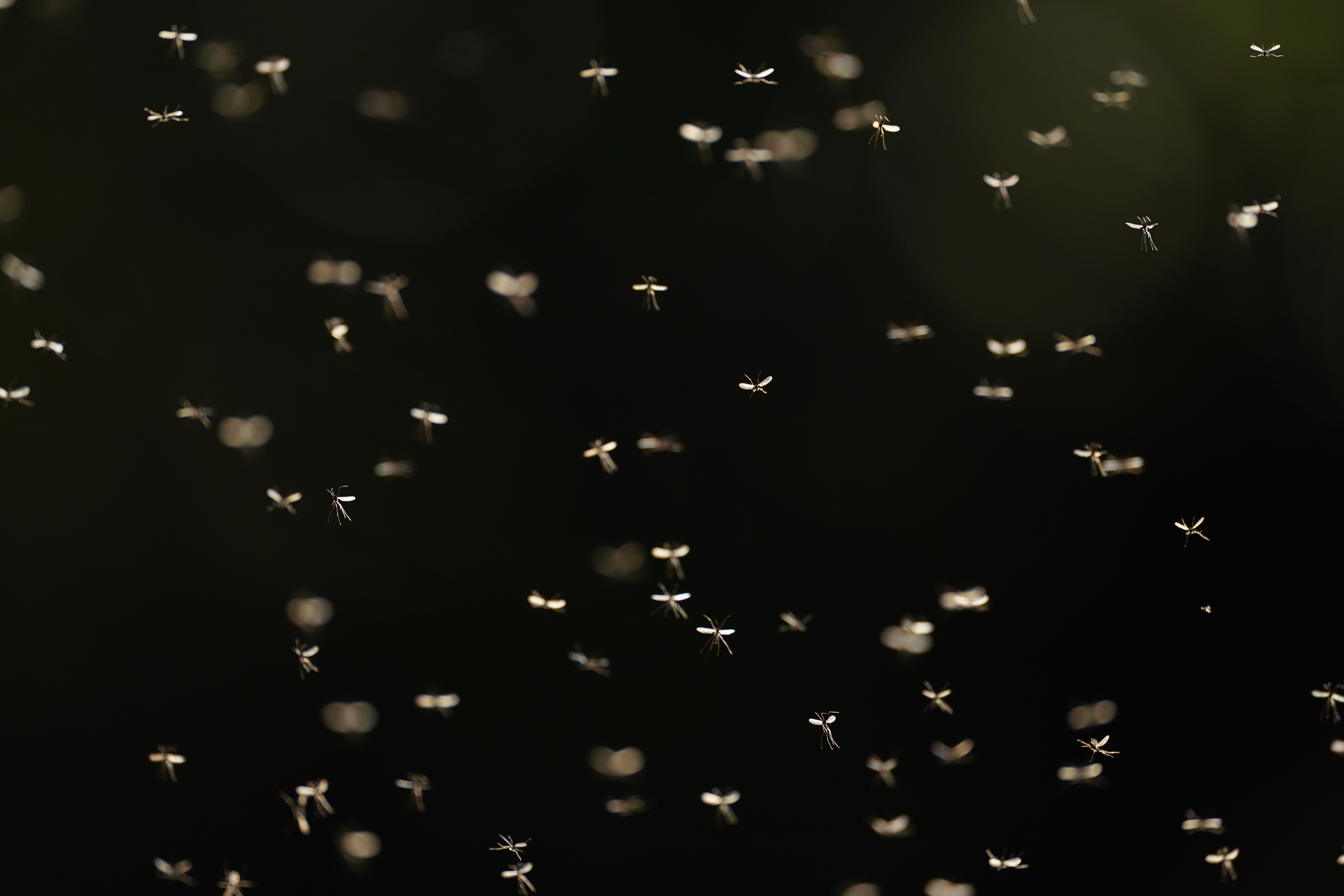 α9 II / FE 600mm F4 GM OSS / マニュアル露出（1/5,000秒・F4・±0EV） / ISO 800