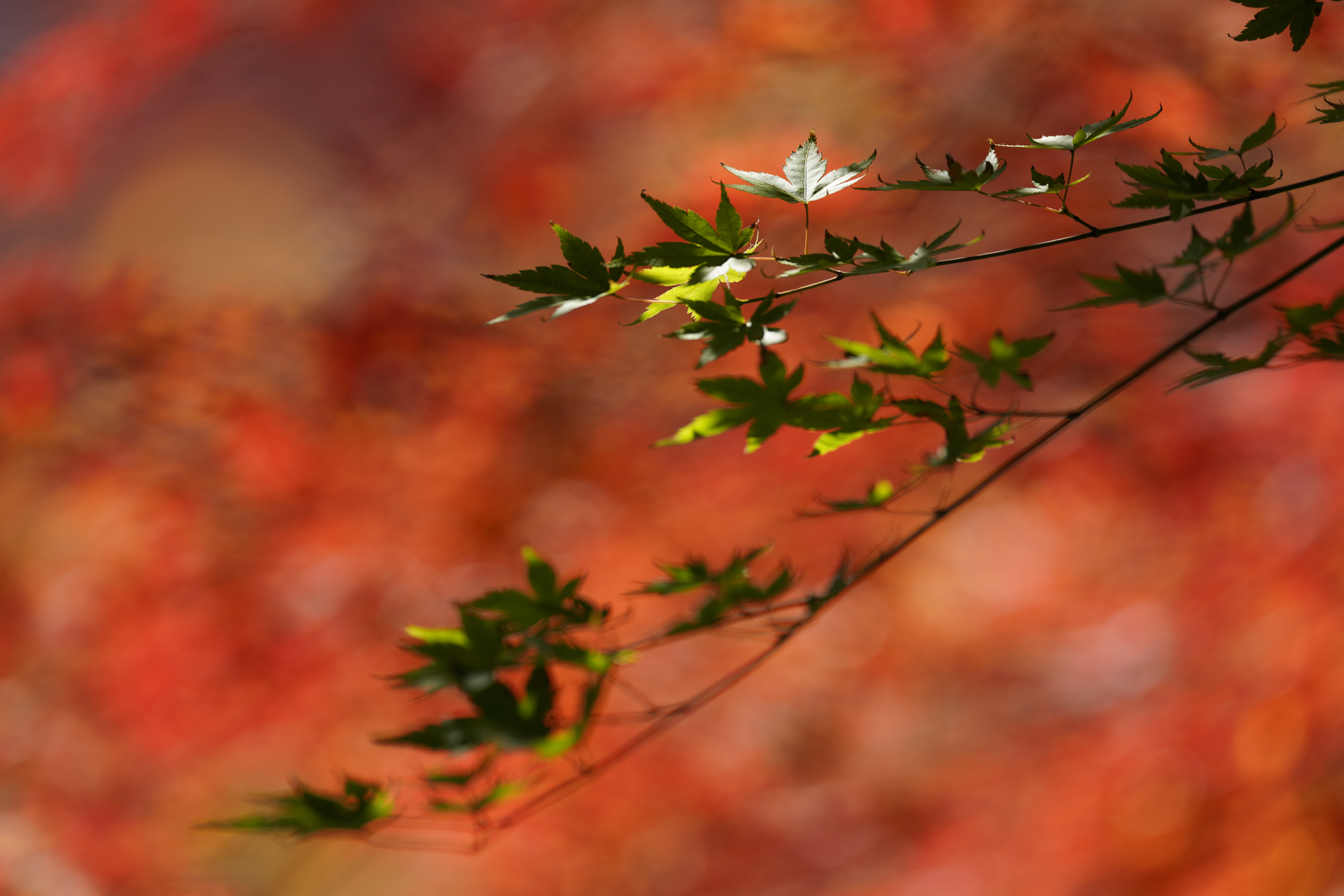 α7R IV / FE 600mm F4 GM OSS / シャッター優先AE（1/500秒・F4・±0EV） / ISO 125