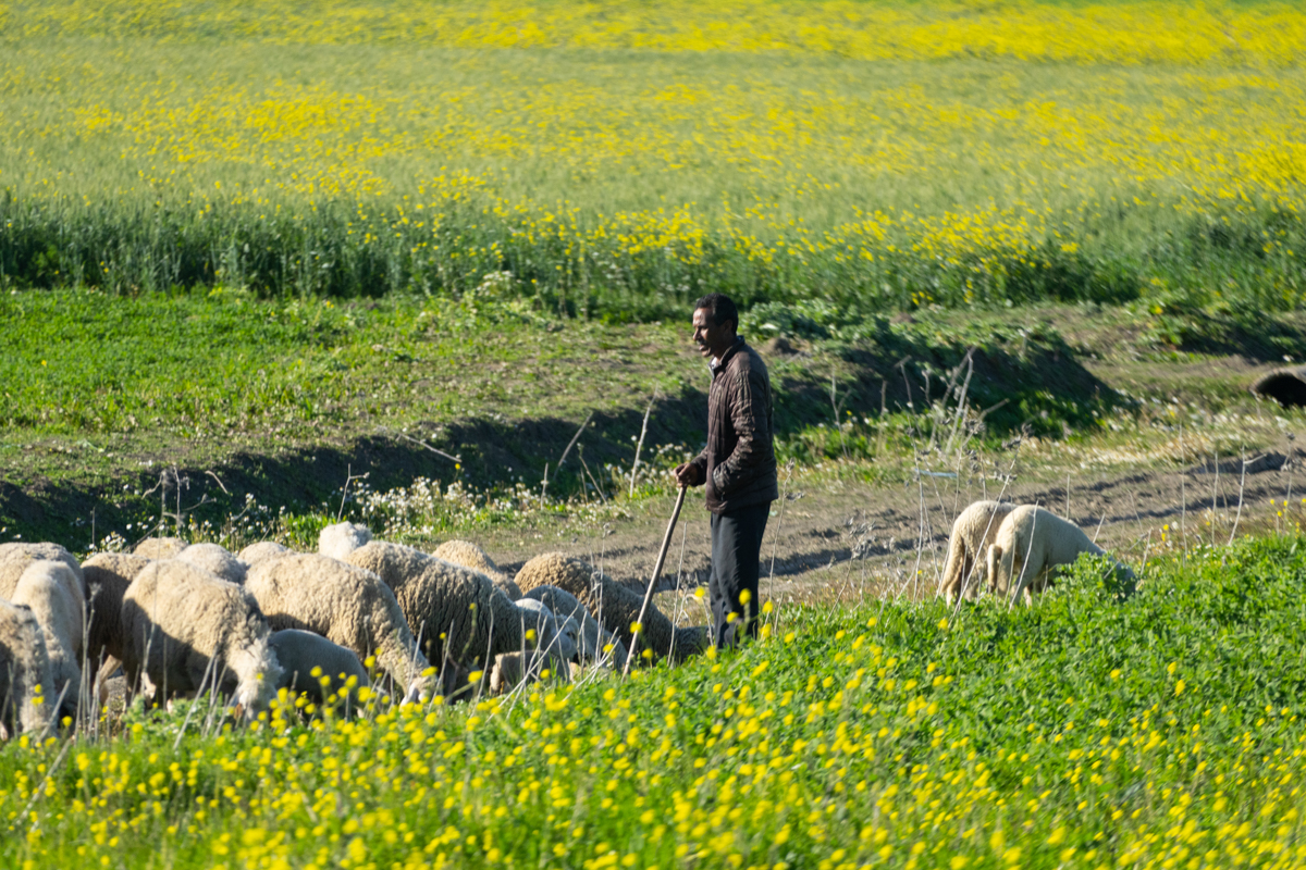 α7R IV / E 70-350mm F4.5-6.3 G OSS（350mm［525mm］）/ 絞り優先AE（F6.3・1/1,000秒・±0EV）/ ISO 640