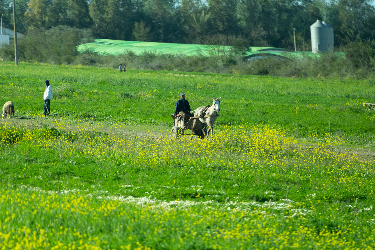 α7R IV / E 70-350mm F4.5-6.3 G OSS（350mm［525mm］）/ 絞り優先AE（F6.3・1/1,000秒・±0EV）/ ISO 640