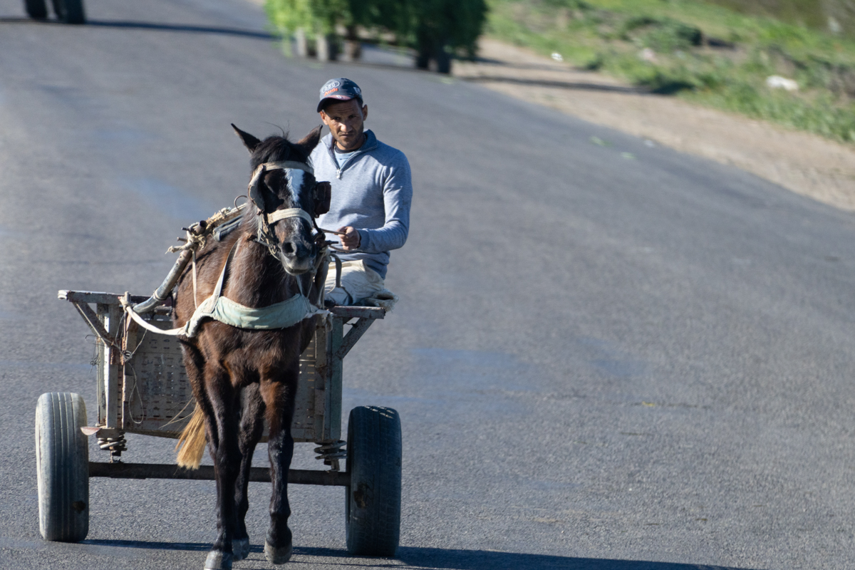 α7R IV / E 70-350mm F4.5-6.3 G OSS（350mm［525mm］）/ 絞り優先AE（F6.3・1/1,000秒・±0EV）/ ISO 640