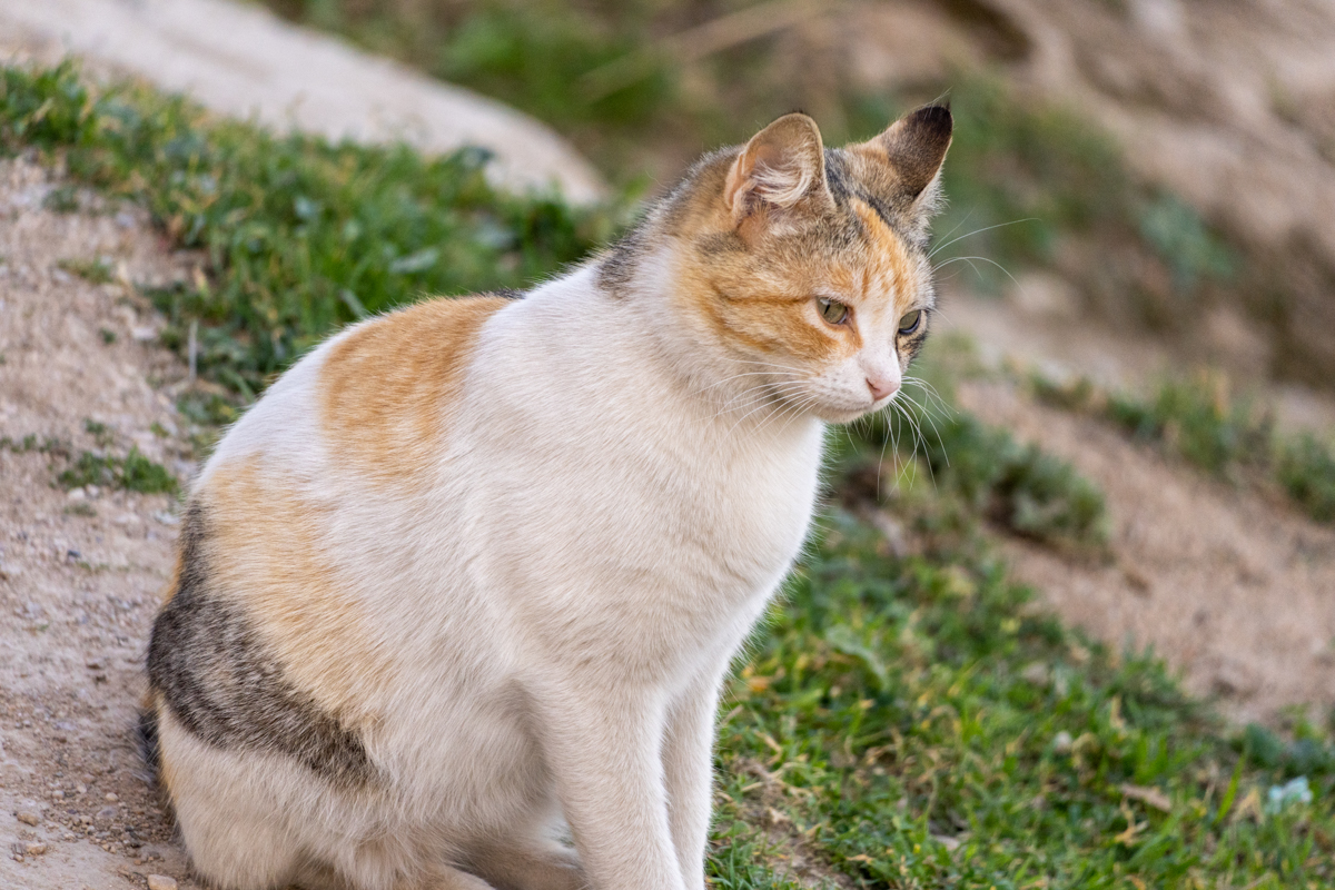 α7R IV / E 70-350mm F4.5-6.3 G OSS（350mm［525mm］）/ 絞り優先AE（F6.3・1/500秒・±0EV）/ ISO 1000