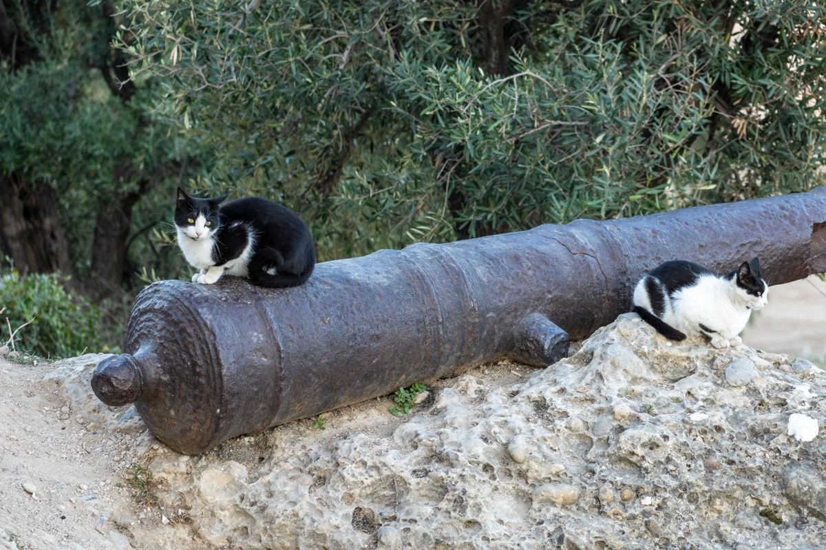 α7R IV / E 70-350mm F4.5-6.3 G OSS（126mm［189mm］）/ 絞り優先AE（F6.7・1/200秒・-0.5EV）/ ISO 640