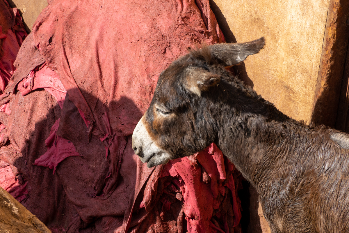 α7R IV / E 70-350mm F4.5-6.3 G OSS（350mm［525mm］）/ 絞り優先AE（F6.3・1/500秒・±0EV）/ ISO 320