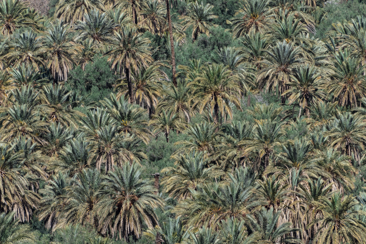 α7R IV / E 70-350mm F4.5-6.3 G OSS（350mm［525mm］）/ 絞り優先AE（F11・1/500秒・-0.5EV）/ ISO 250