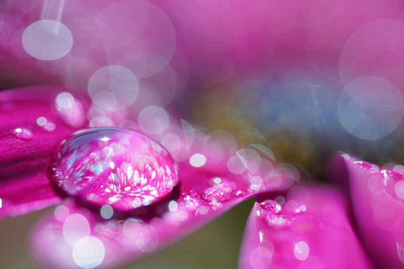 α6600 / LAOWA 65mm f/2.8 2x Ultra Macro APO / 絞り優先AE（１/2,000秒・F2.8・±0.0EV） / ISO 400